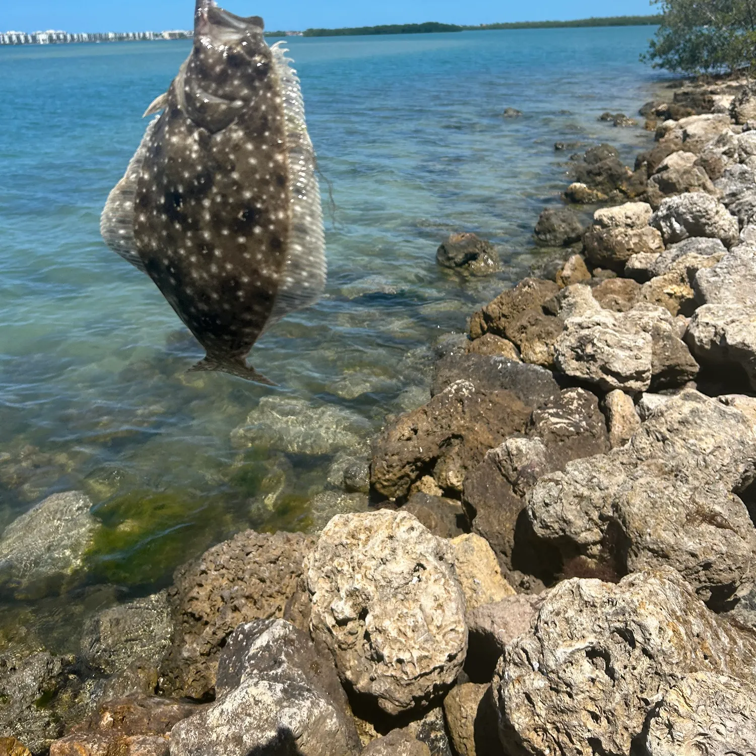 The most recent Gulf flounder catches on Fishbrain