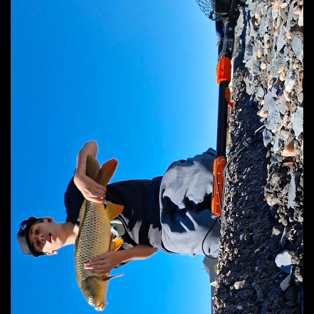 Common carp caught on Fishbrain