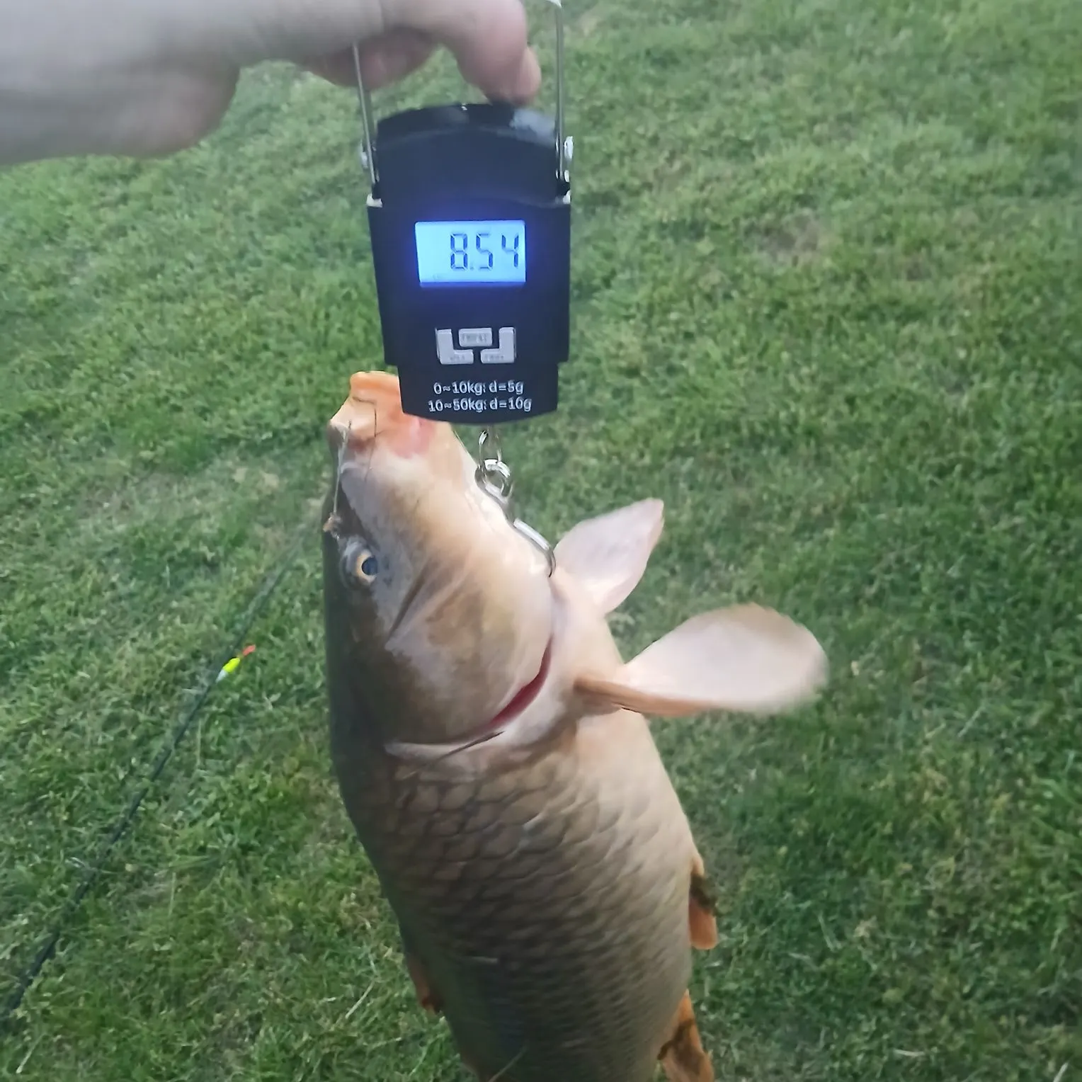 Common carp caught on Fishbrain