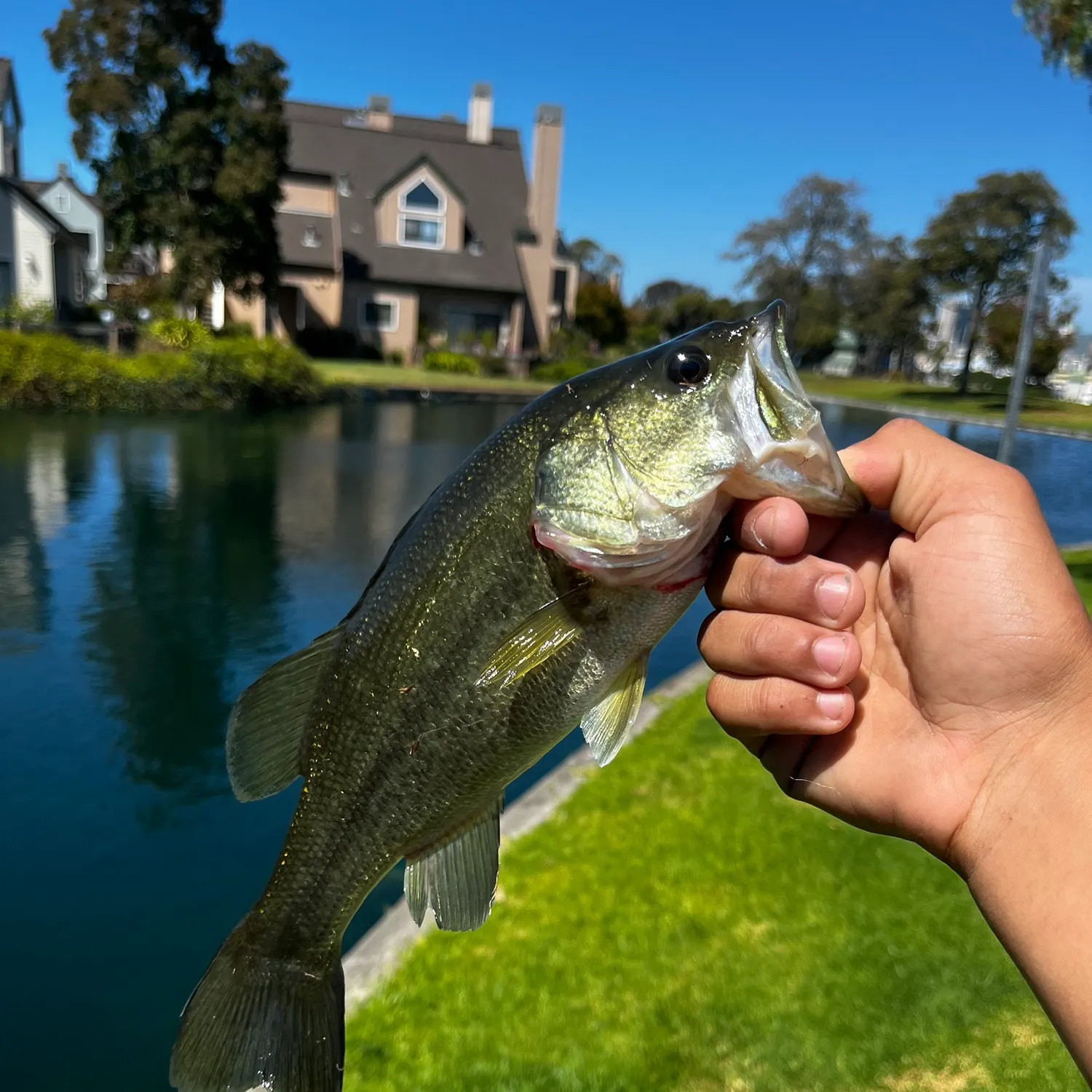 Largemouth bass caught on Fishbrain
