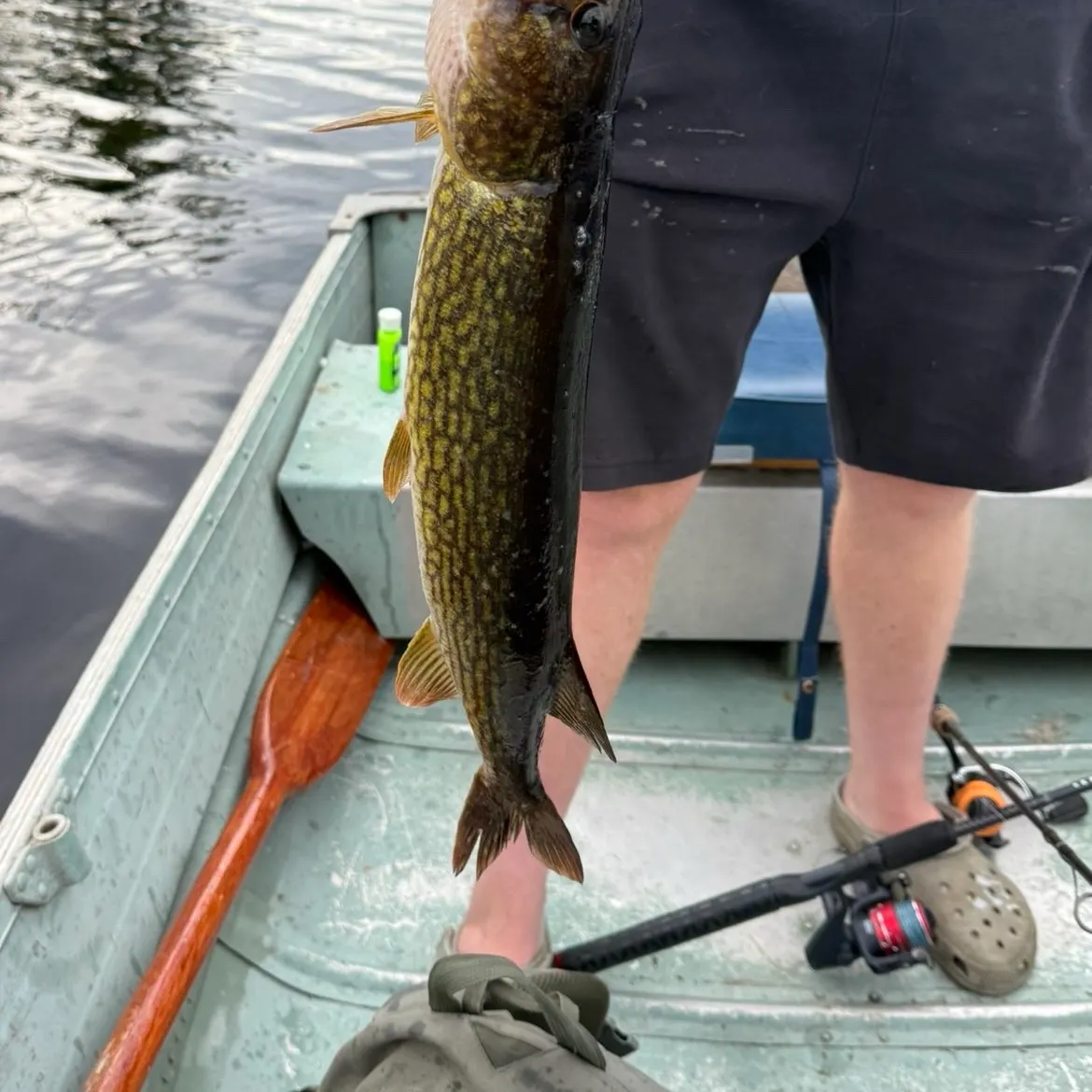 Chain pickerel caught on Fishbrain