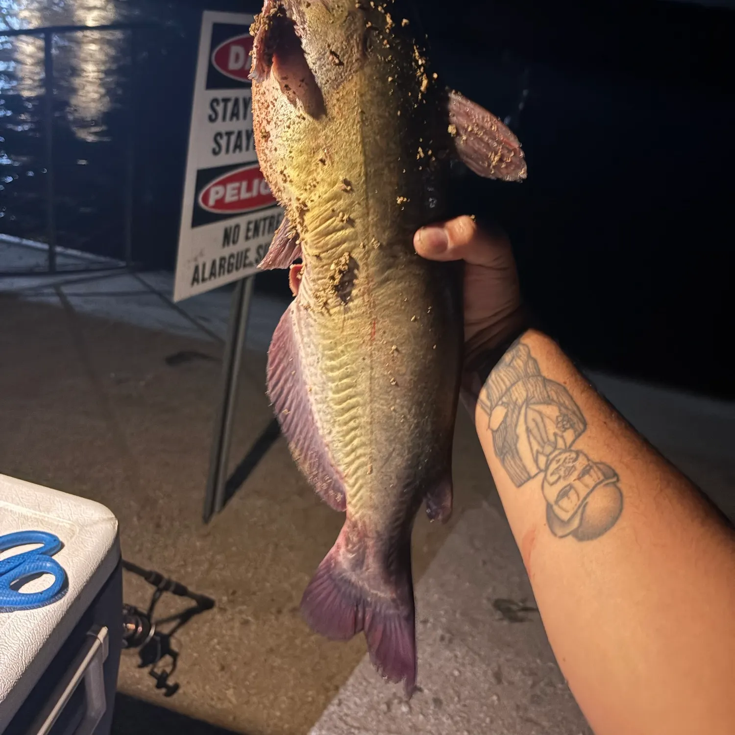 Channel catfish caught on Fishbrain