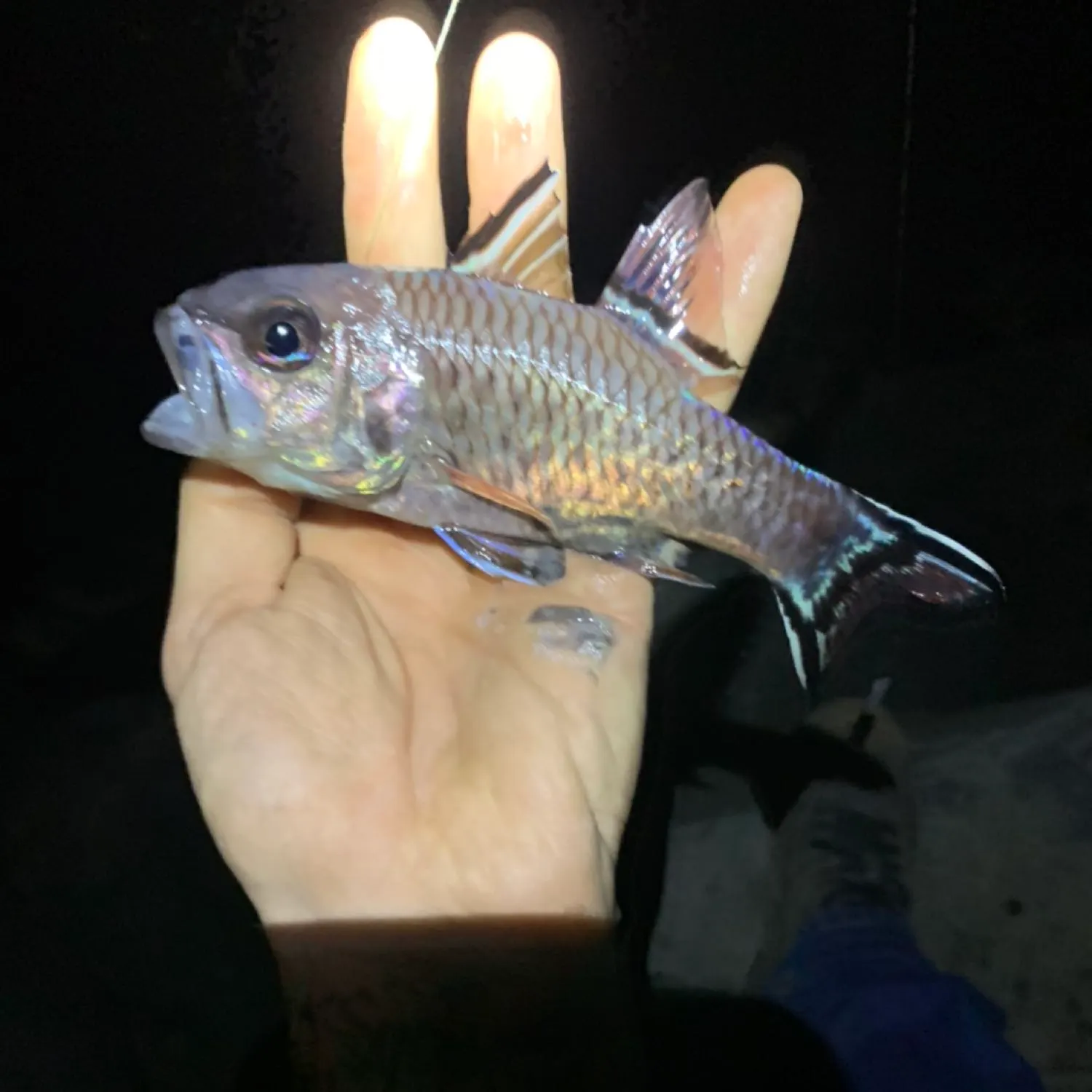 most liked catch image