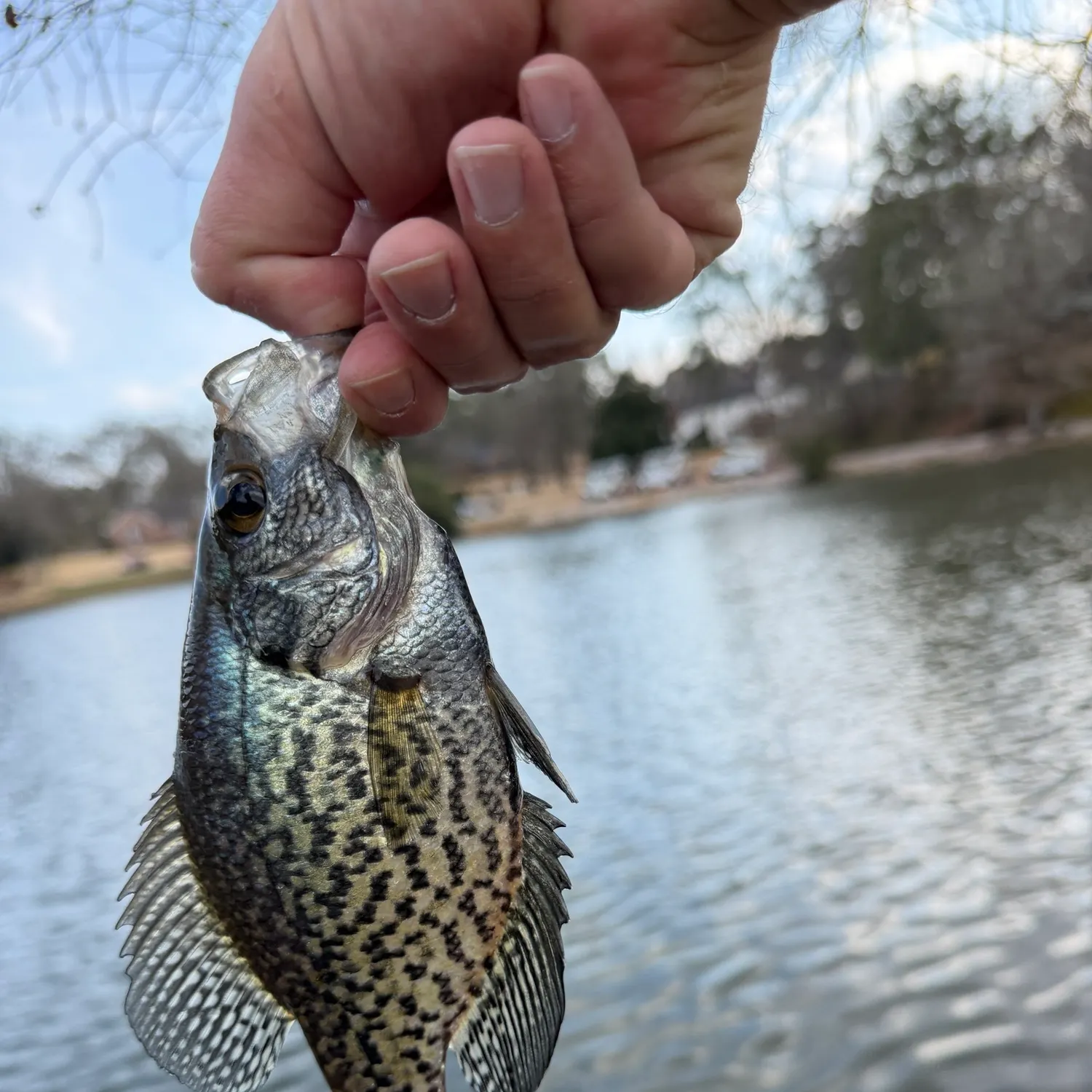 The most recent Black crappie catches on Fishbrain