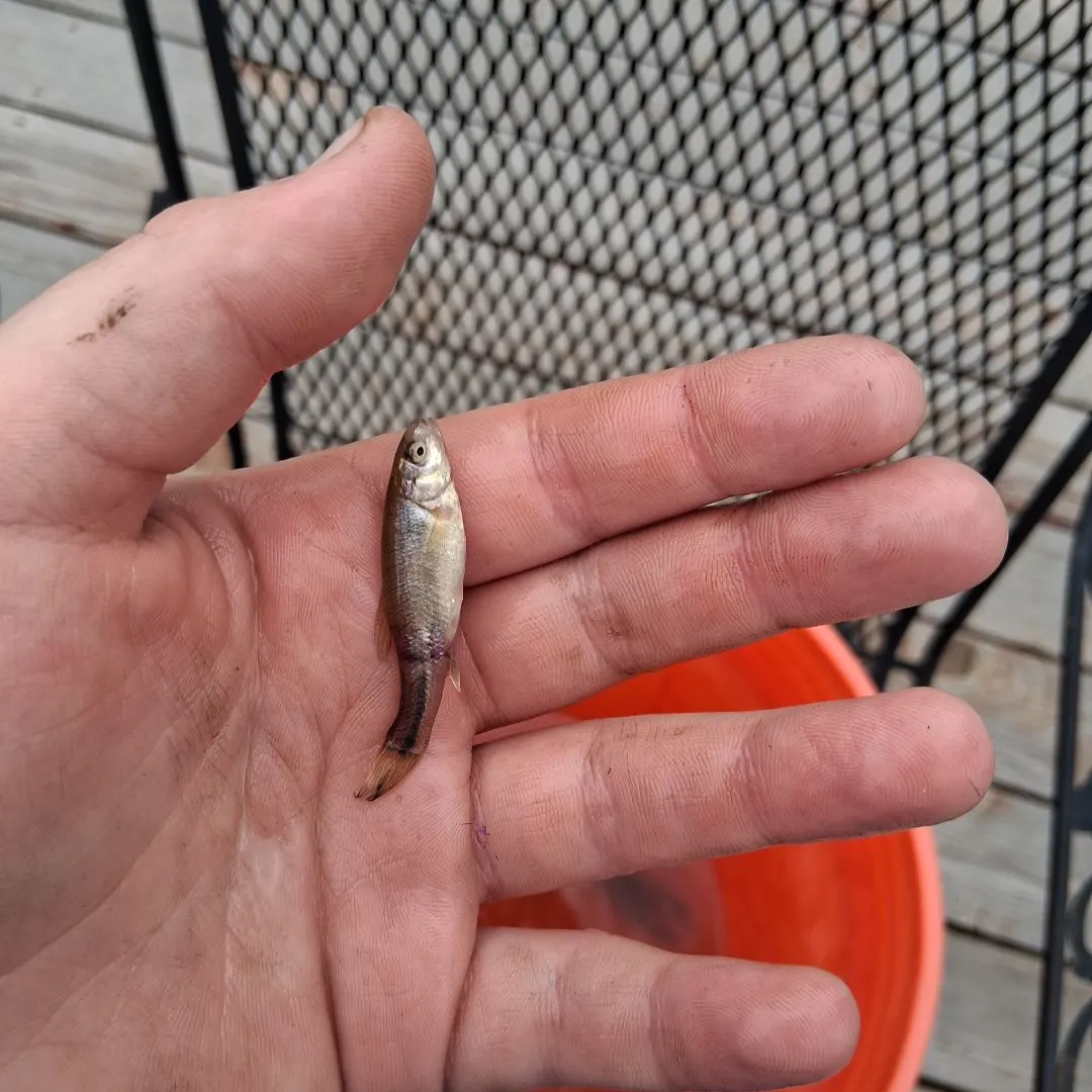The most recent Bluntnose minnow catches on Fishbrain
