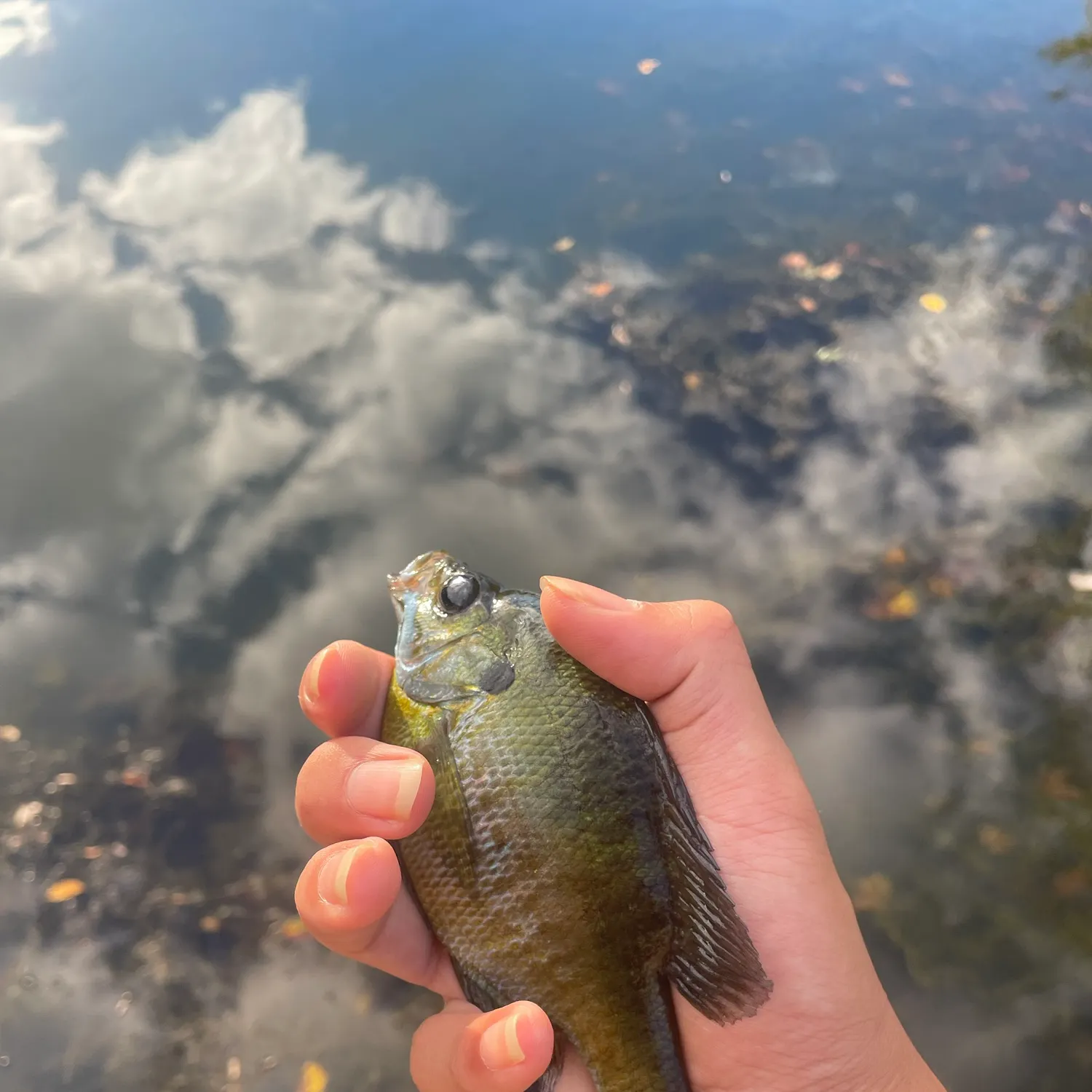 Bluegill caught on Fishbrain