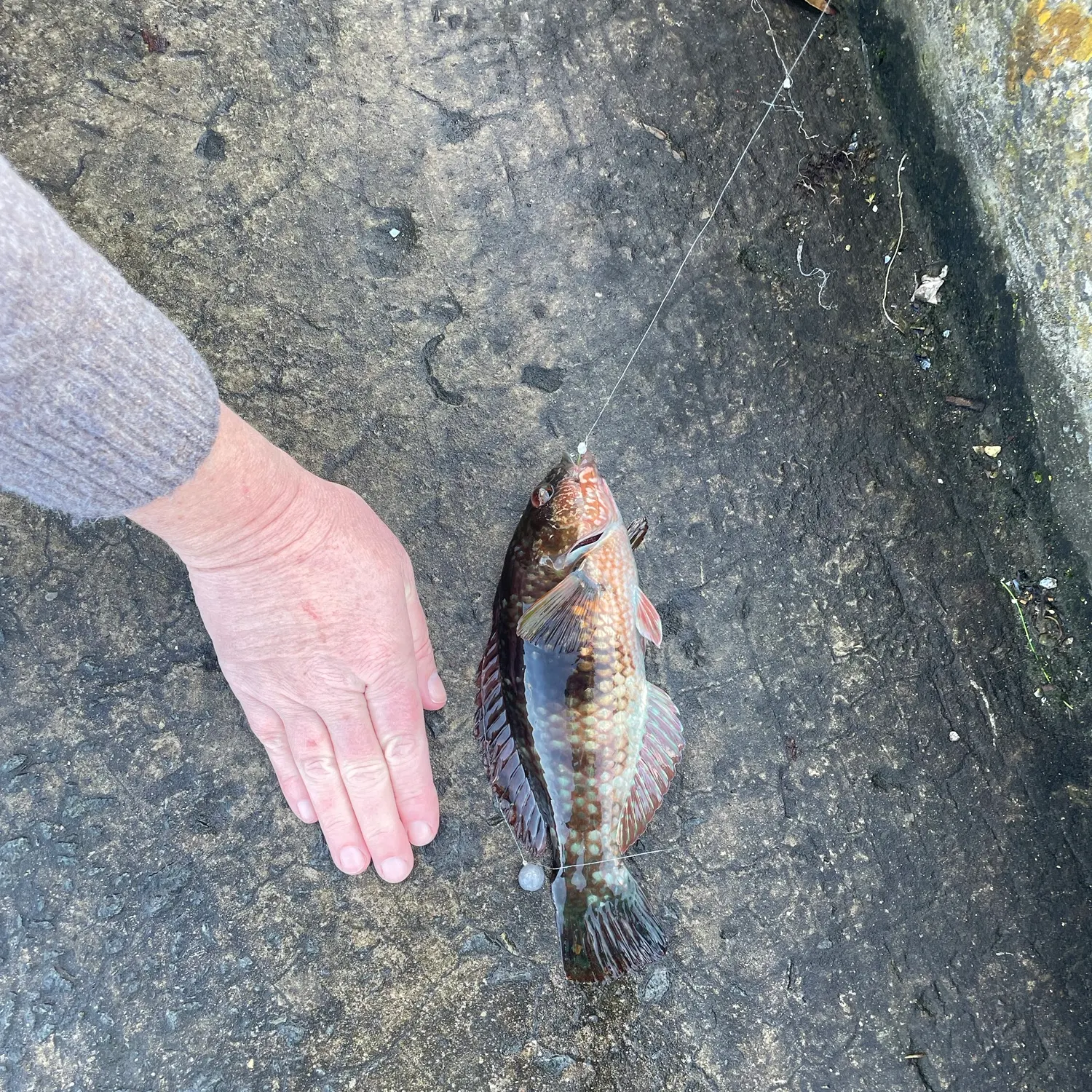 The most recent Banded wrasse catches on Fishbrain