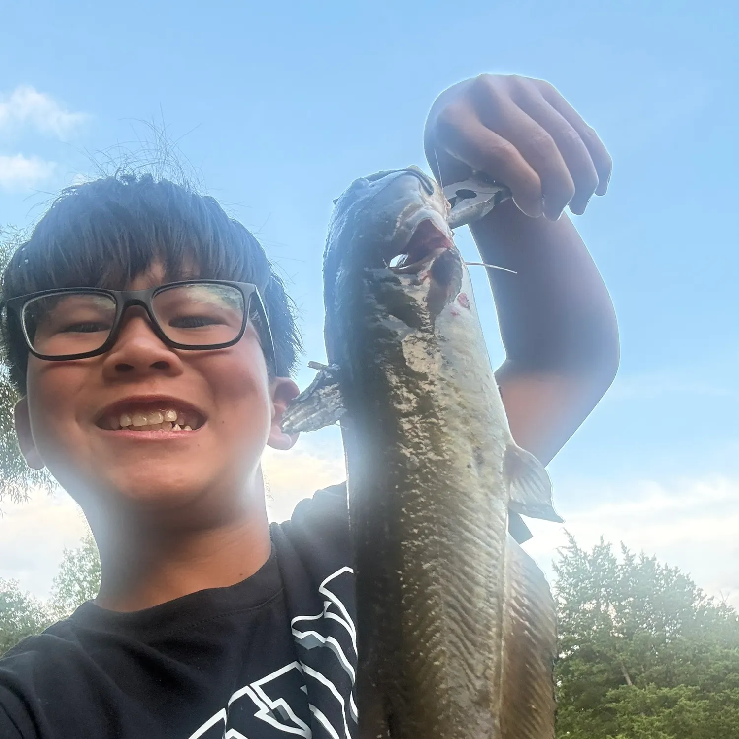 Yellow bullhead caught on Fishbrain