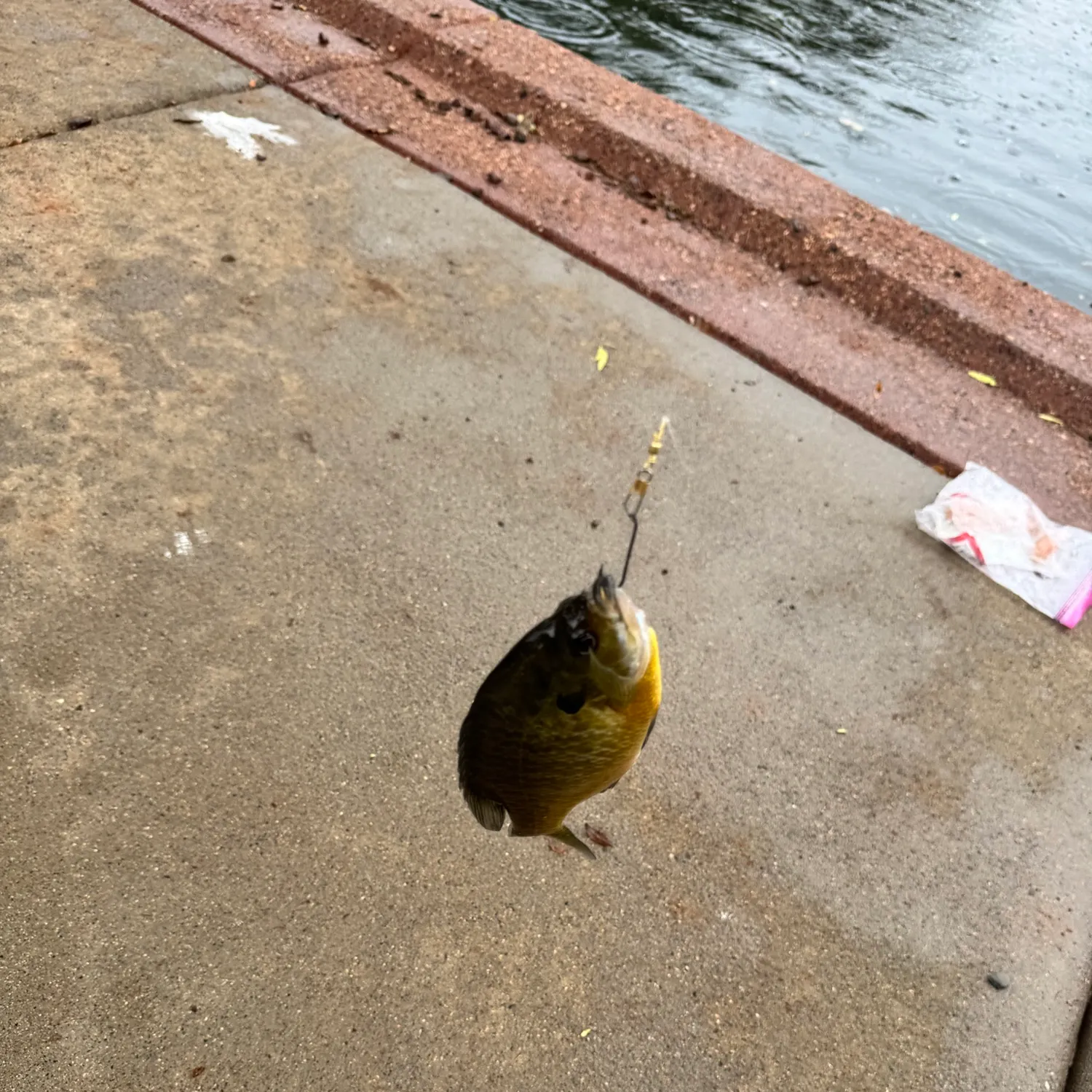 Fish caught on Fishbrain