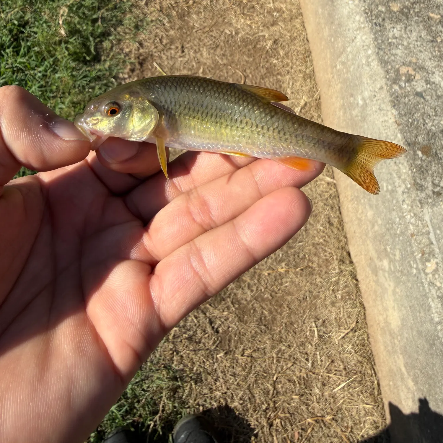 Bluehead chub caught on Fishbrain