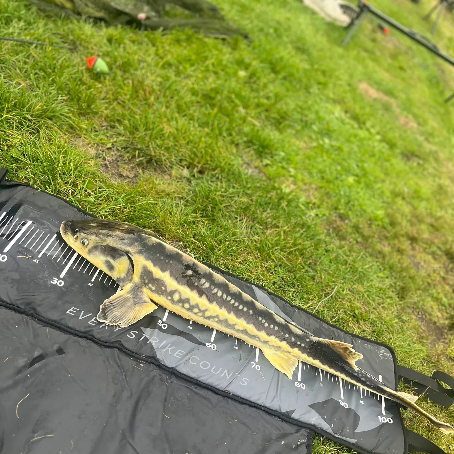 Russian sturgeon caught on Fishbrain