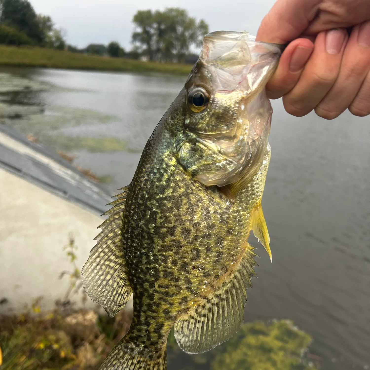 Black crappie caught on Fishbrain
