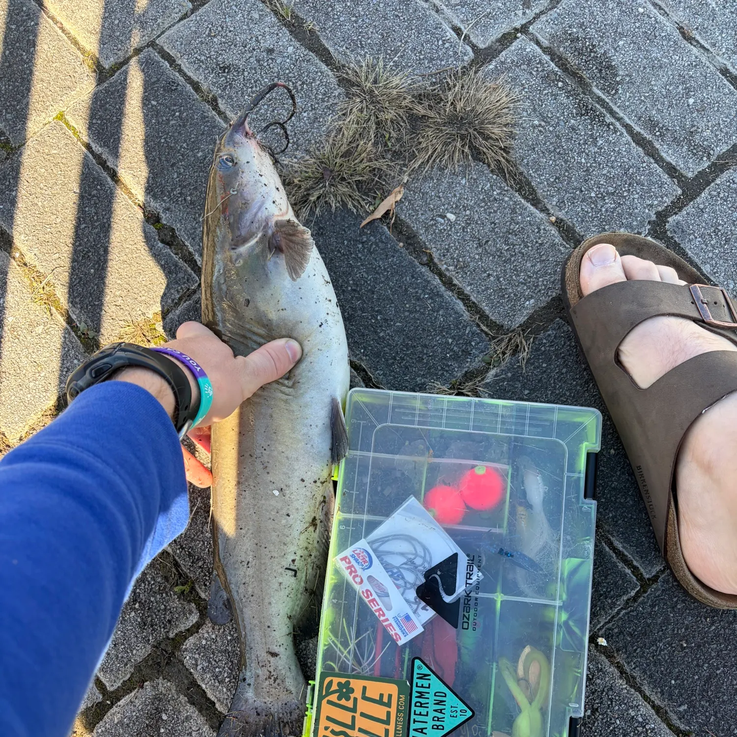 Channel catfish caught on Fishbrain