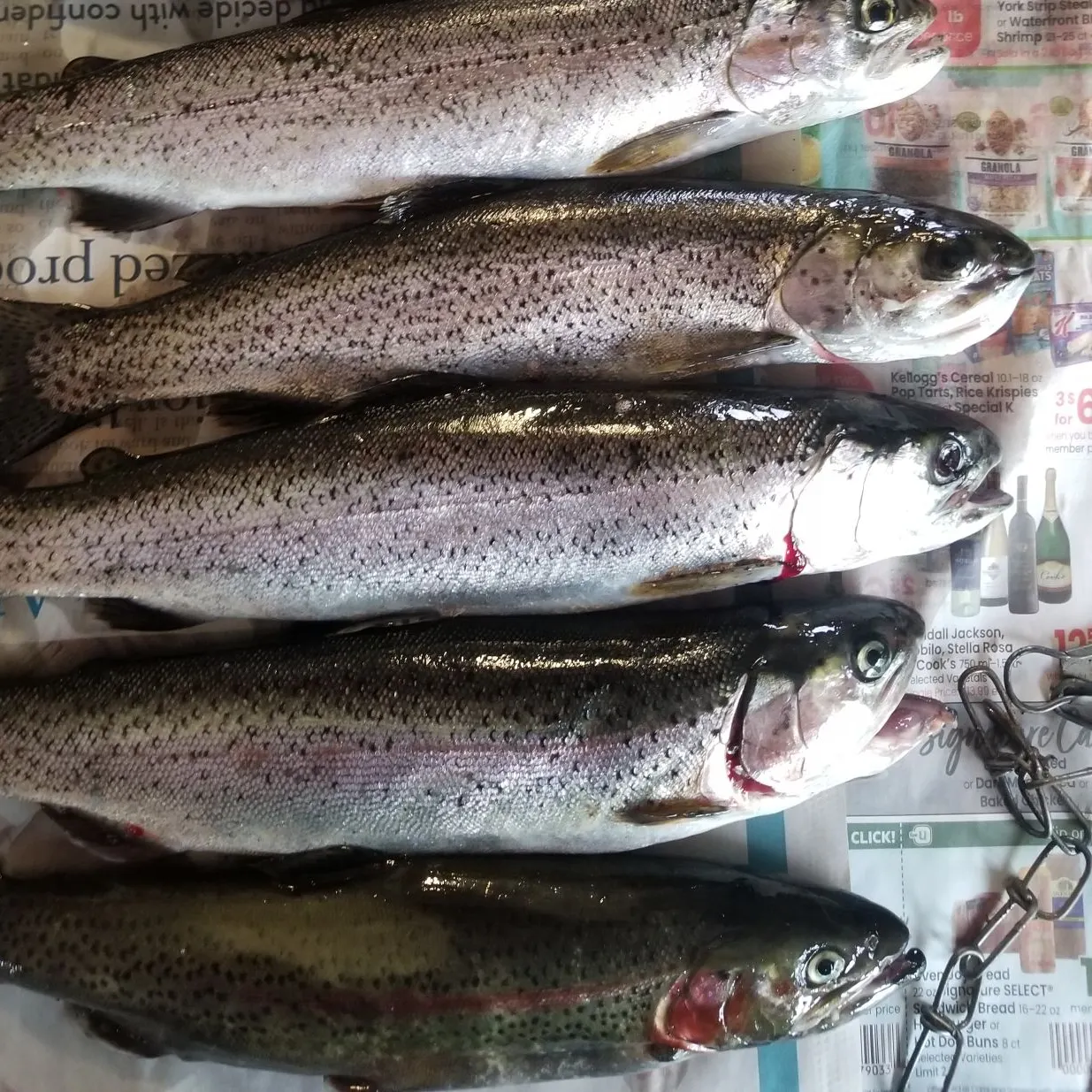 recently logged catches