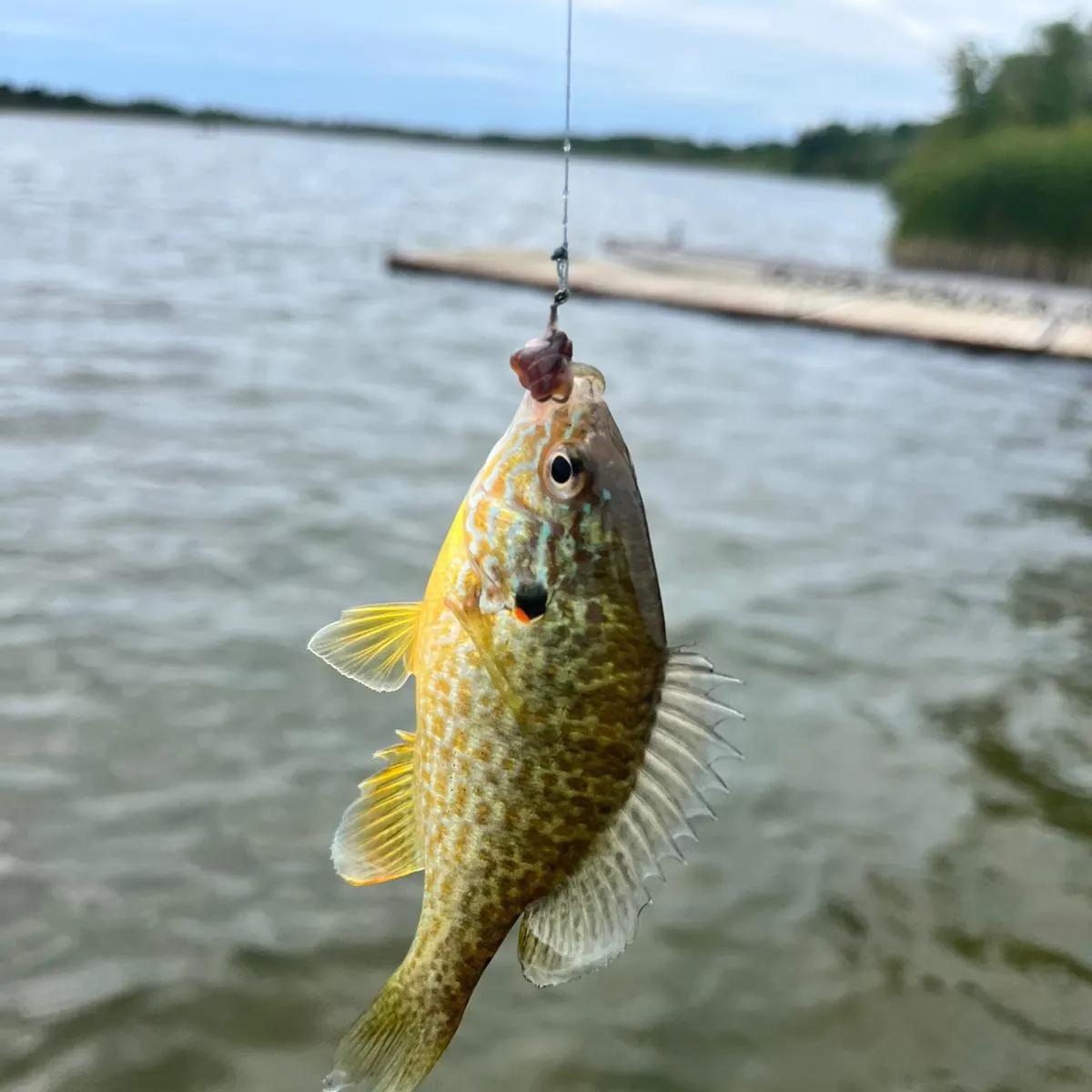 Pumpkinseed caught on Fishbrain