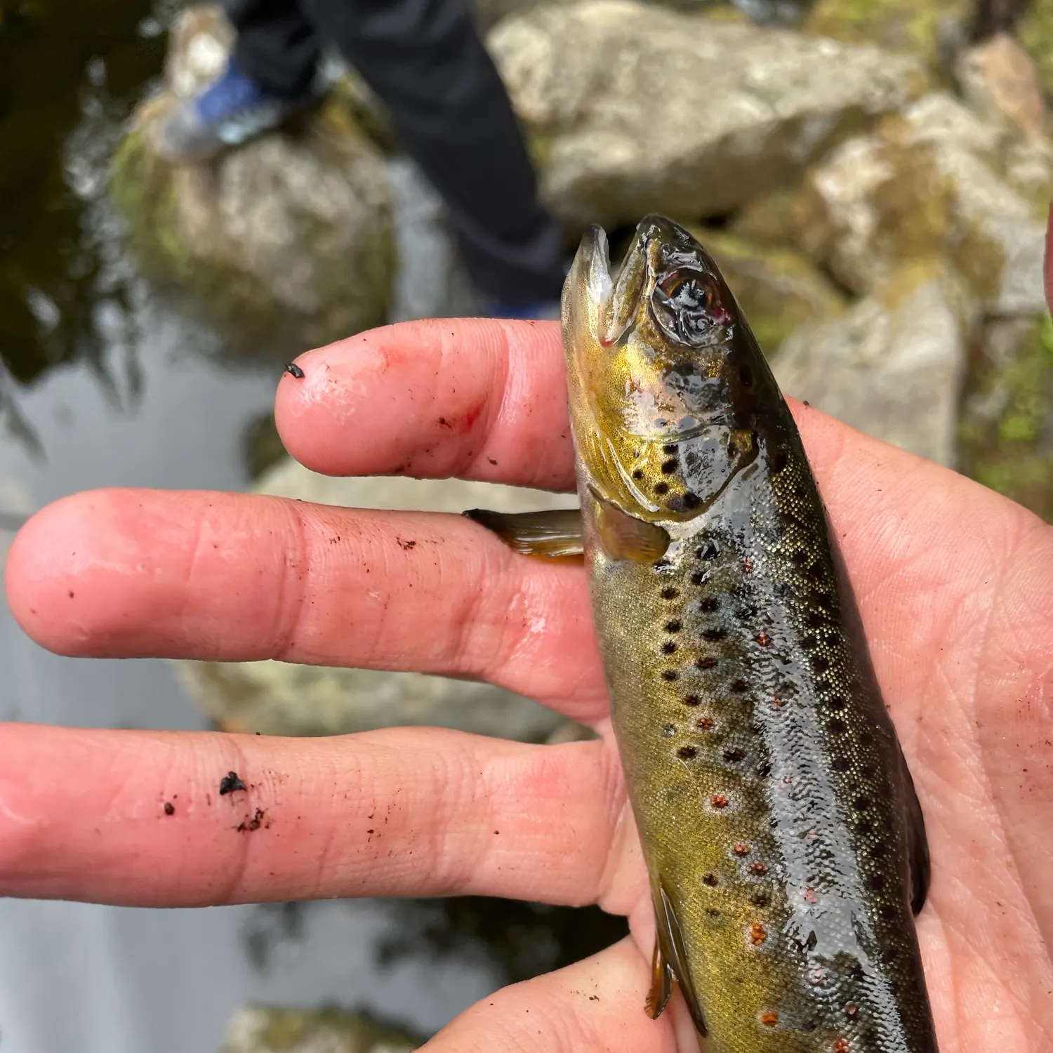 The most recent Lake trout catches on Fishbrain