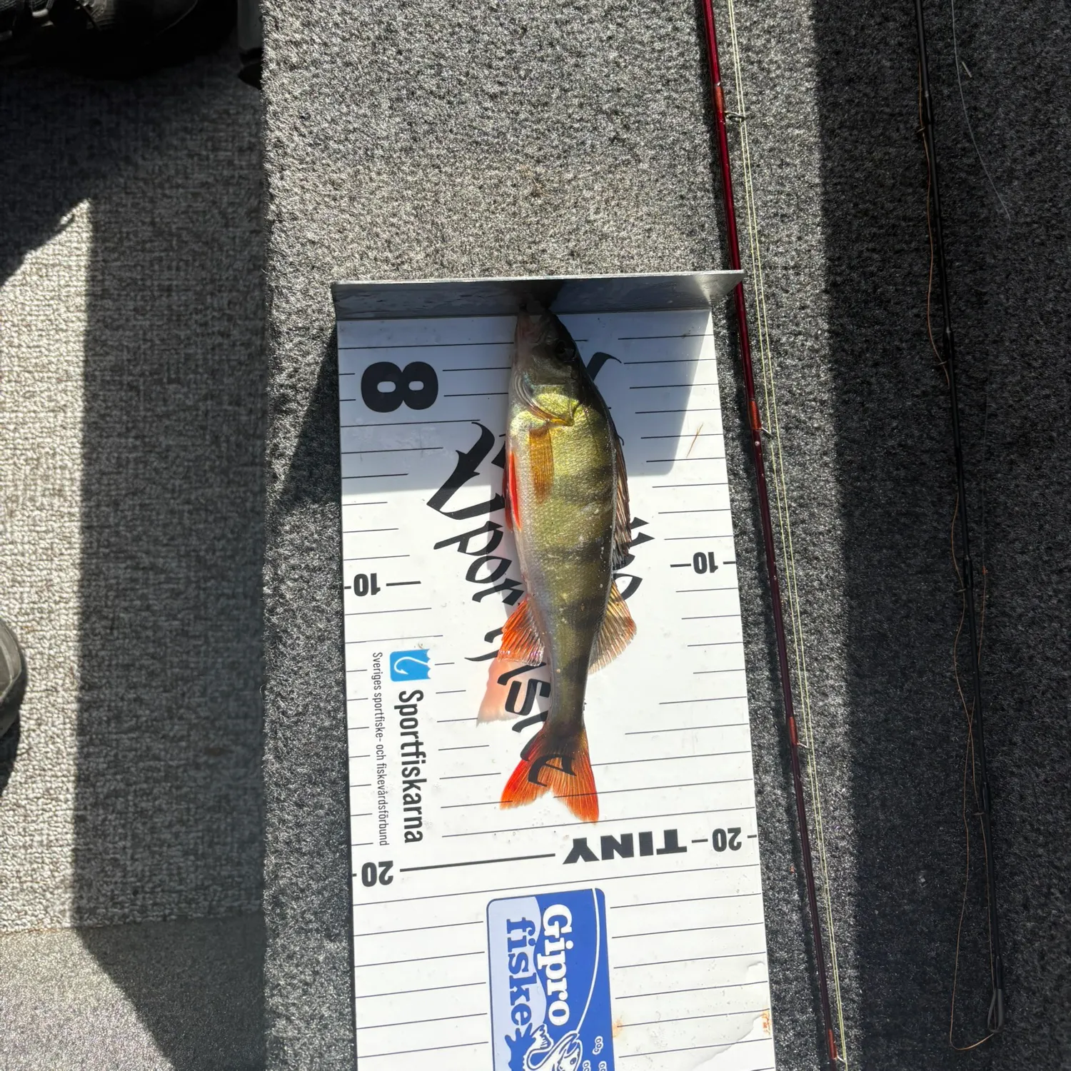 European perch caught on Fishbrain