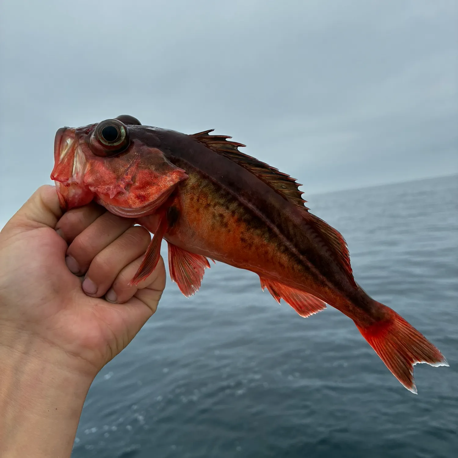 The most recent Chilipepper catches on Fishbrain