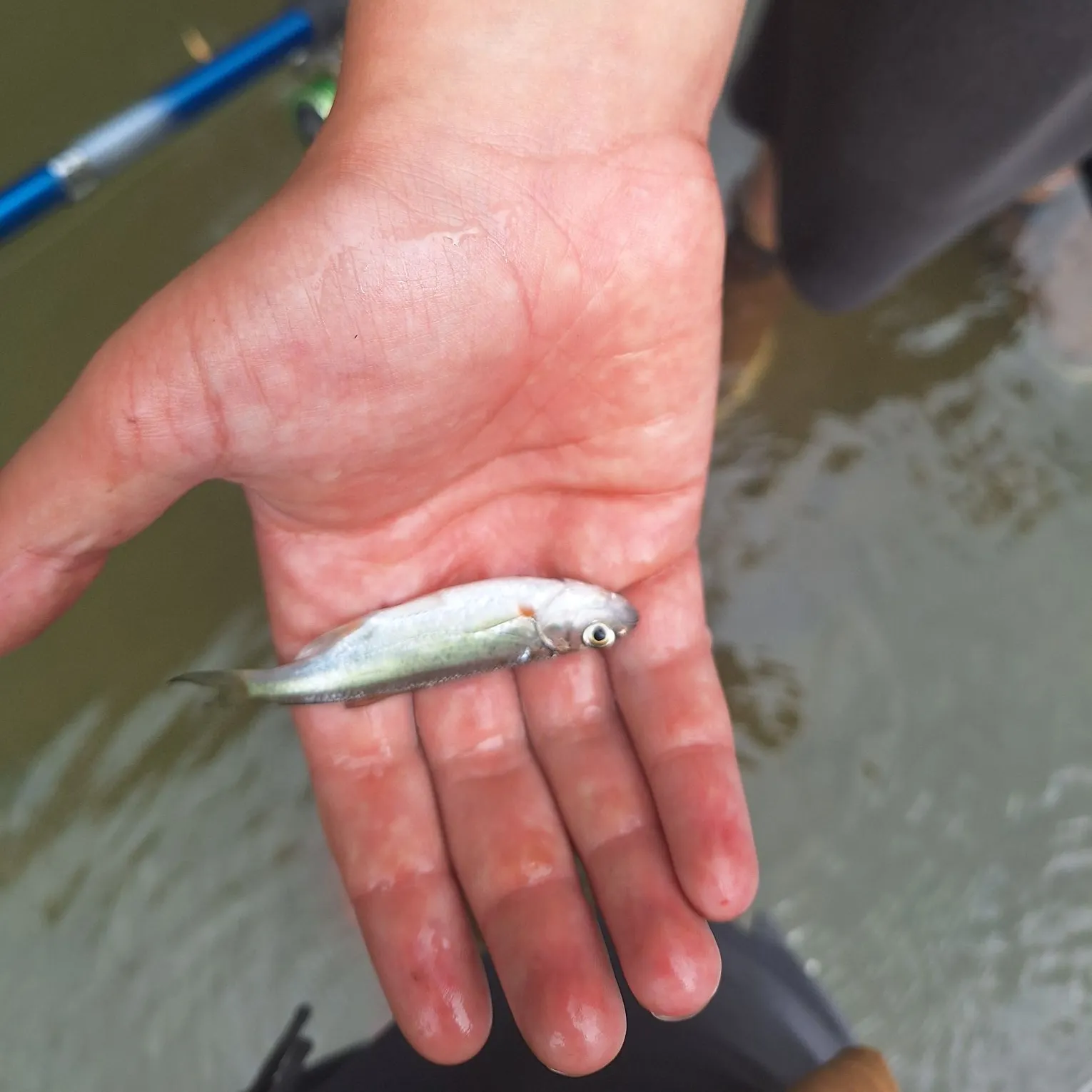 European chub caught on Fishbrain