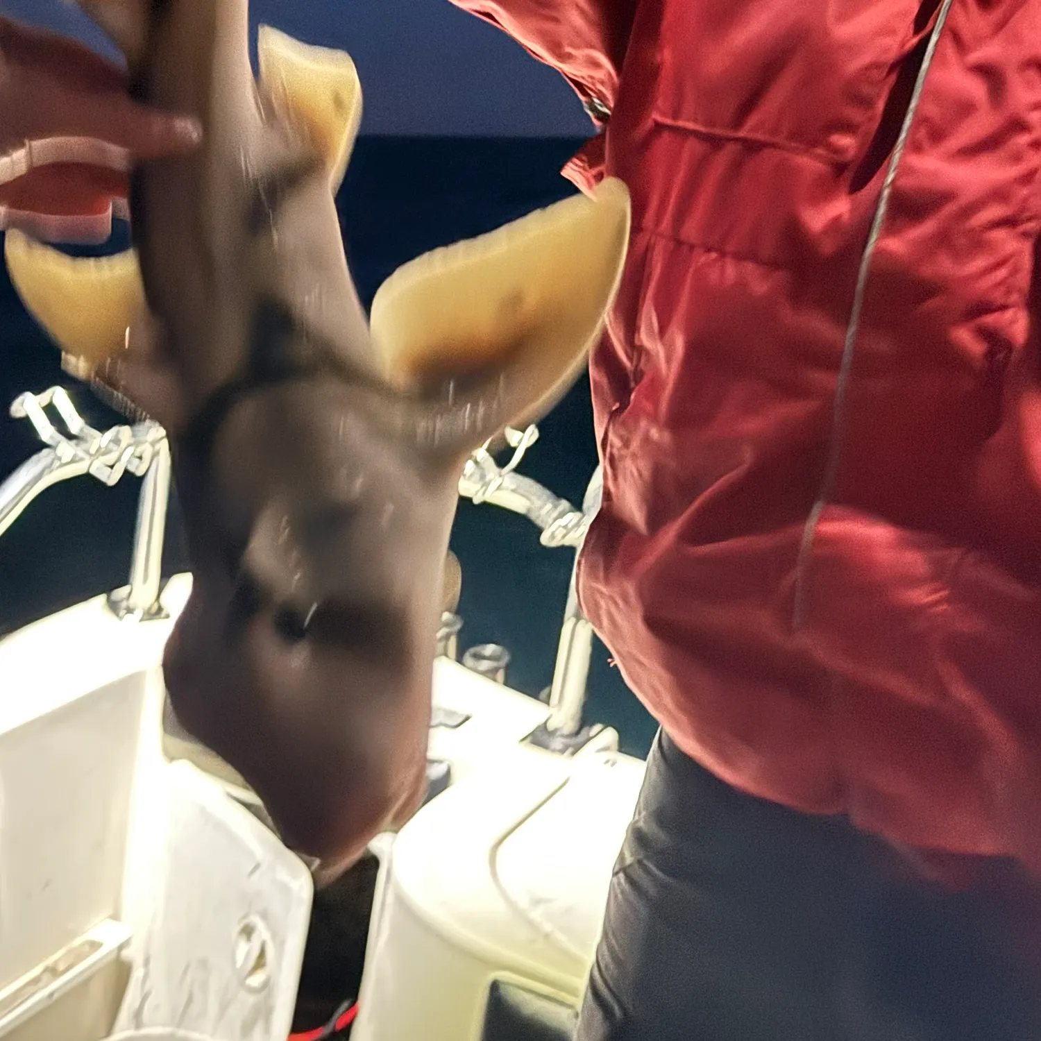The most recent Port Jackson shark catches on Fishbrain