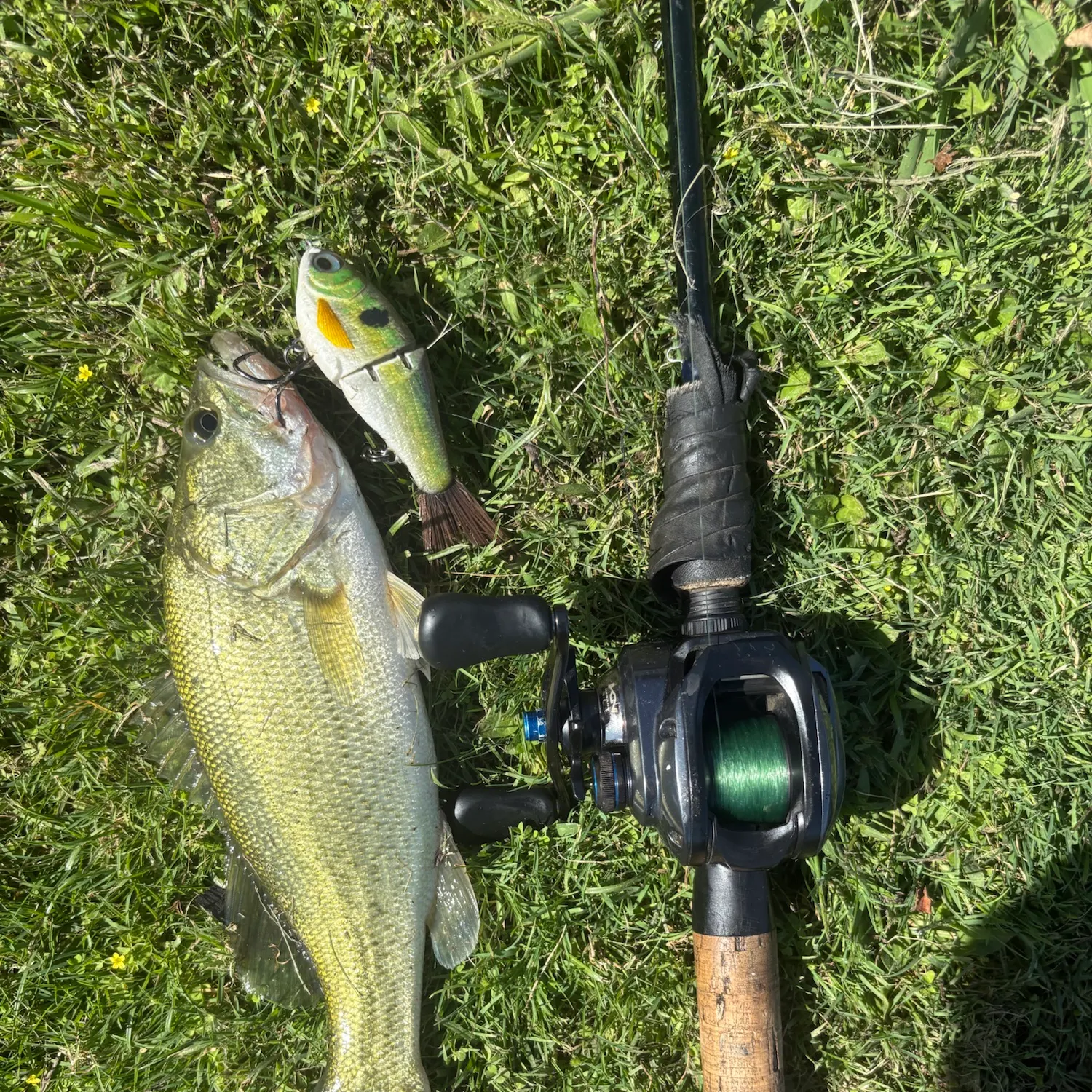 Largemouth bass caught on Fishbrain
