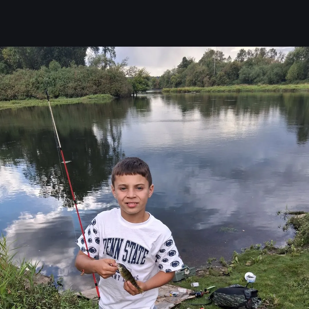 Yellow perch caught on Fishbrain
