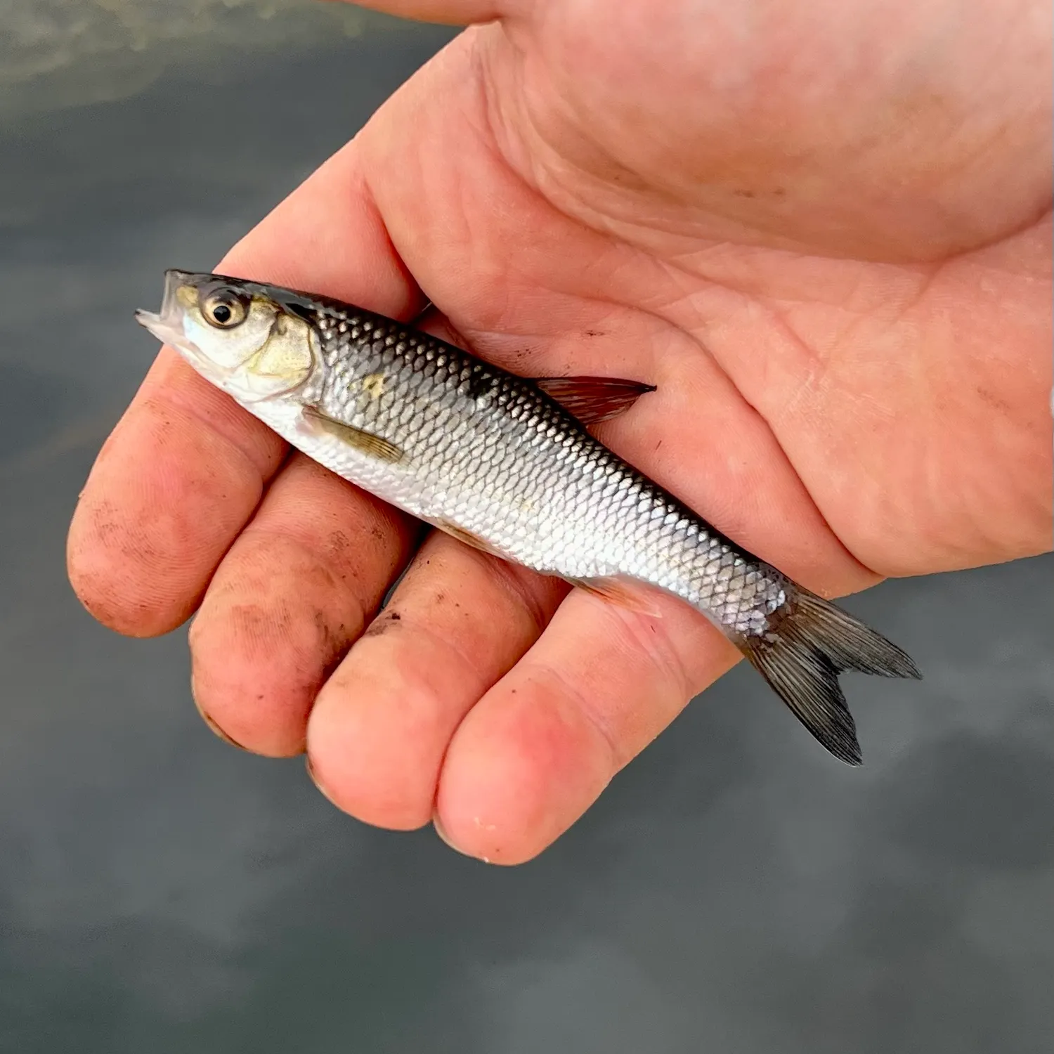 European chub caught on Fishbrain