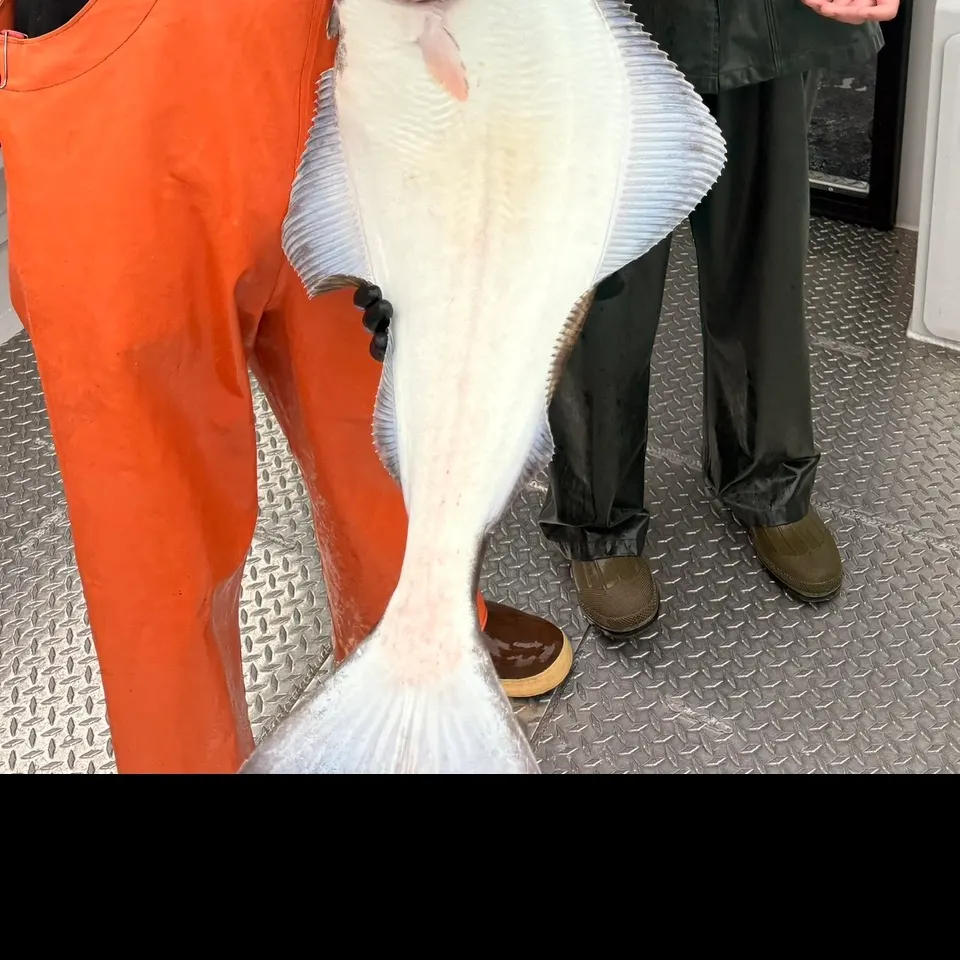 The most recent Pacific halibut catches on Fishbrain
