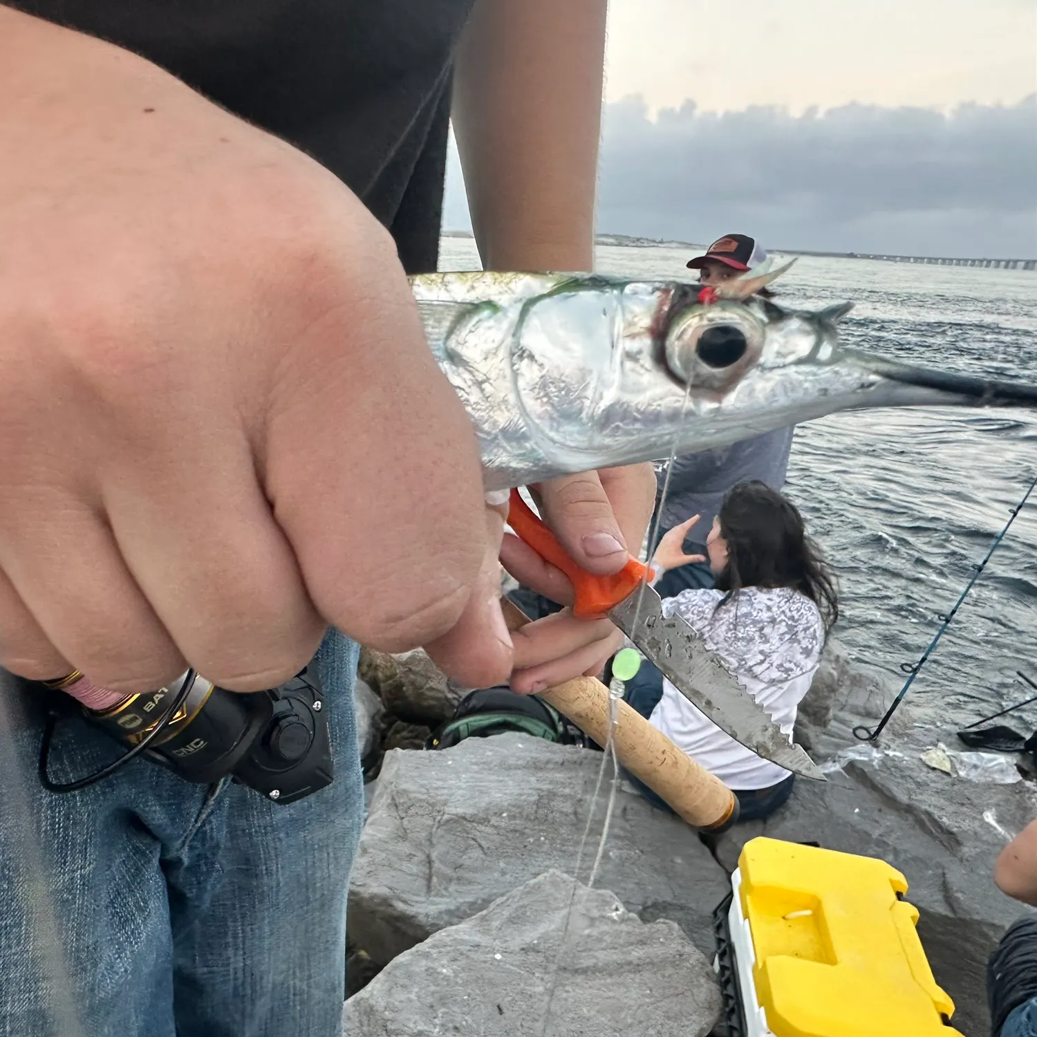 The most recent Ballyhoo halfbeak catches on Fishbrain