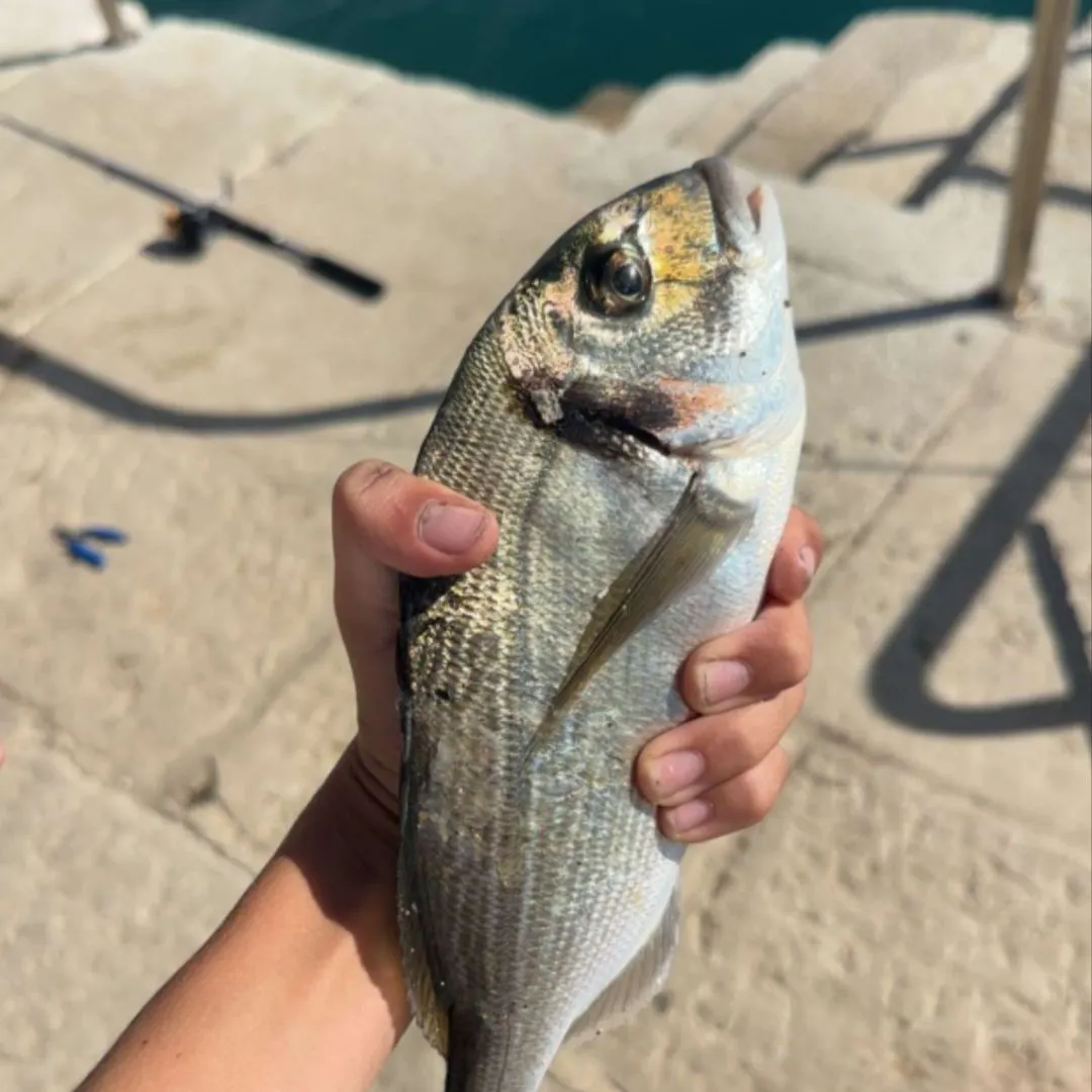 The most recent Gilthead seabream catches on Fishbrain