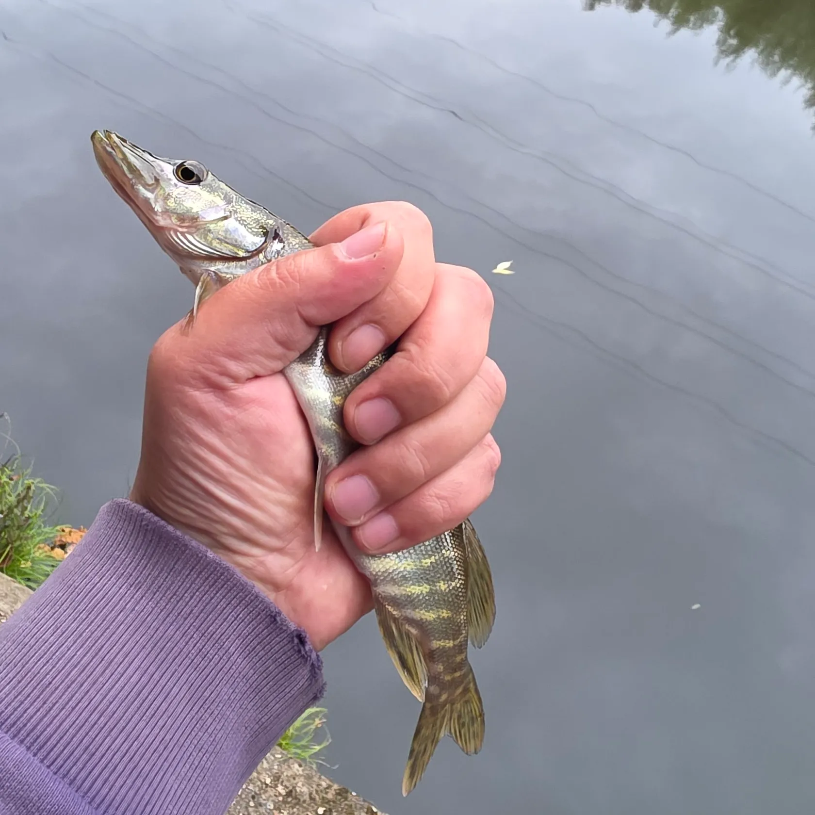 Northern pike caught on Fishbrain