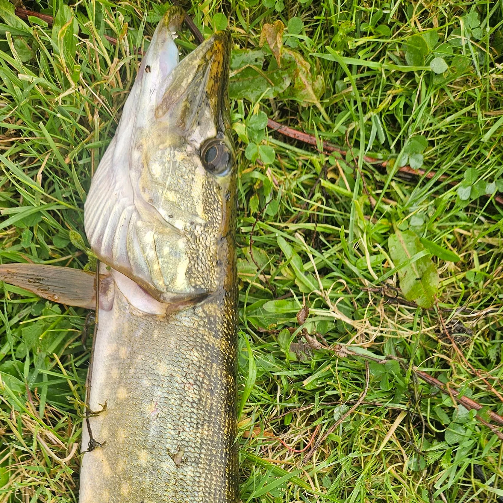 Northern pike caught on Fishbrain