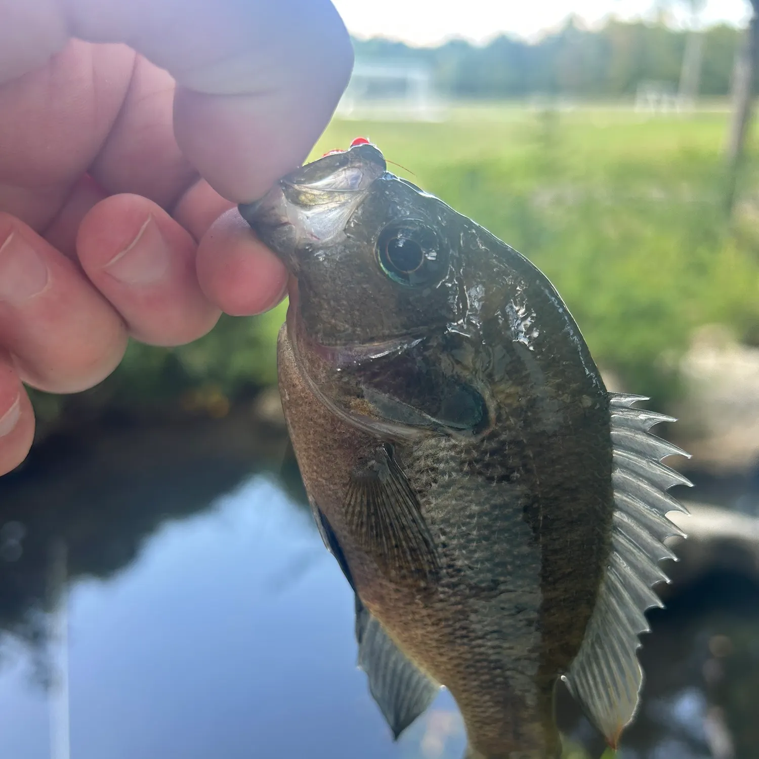 Spotted sunfish caught on Fishbrain