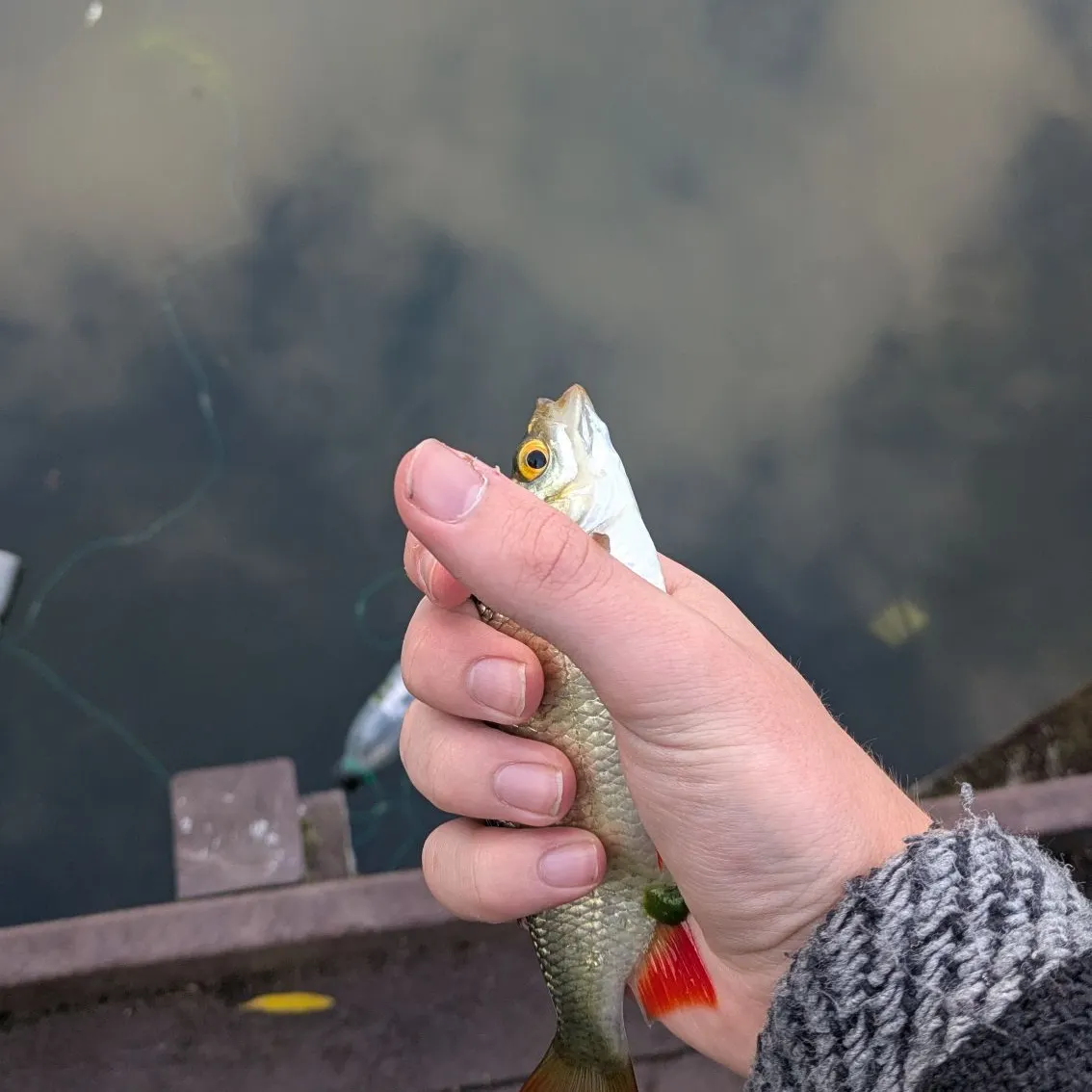 Common roach caught on Fishbrain