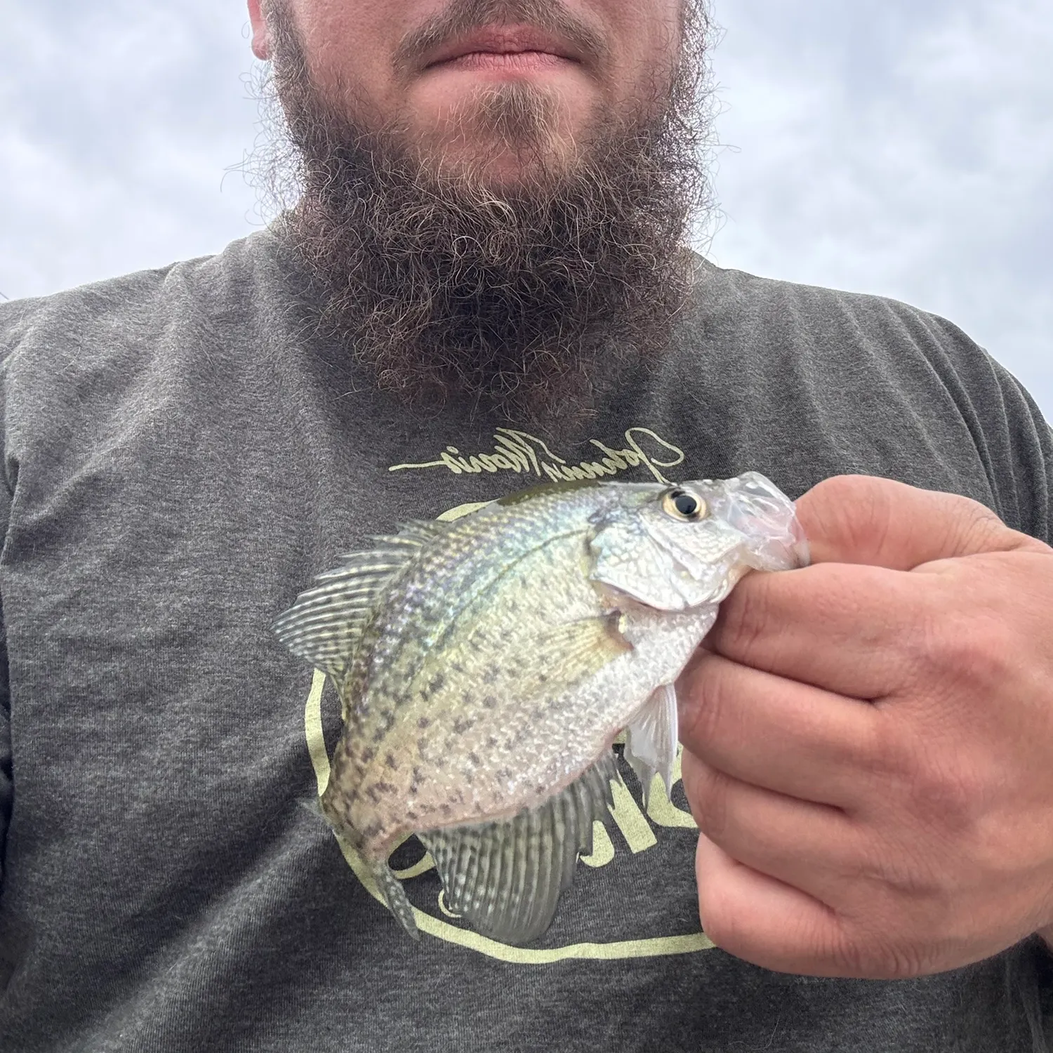 Black crappie caught on Fishbrain