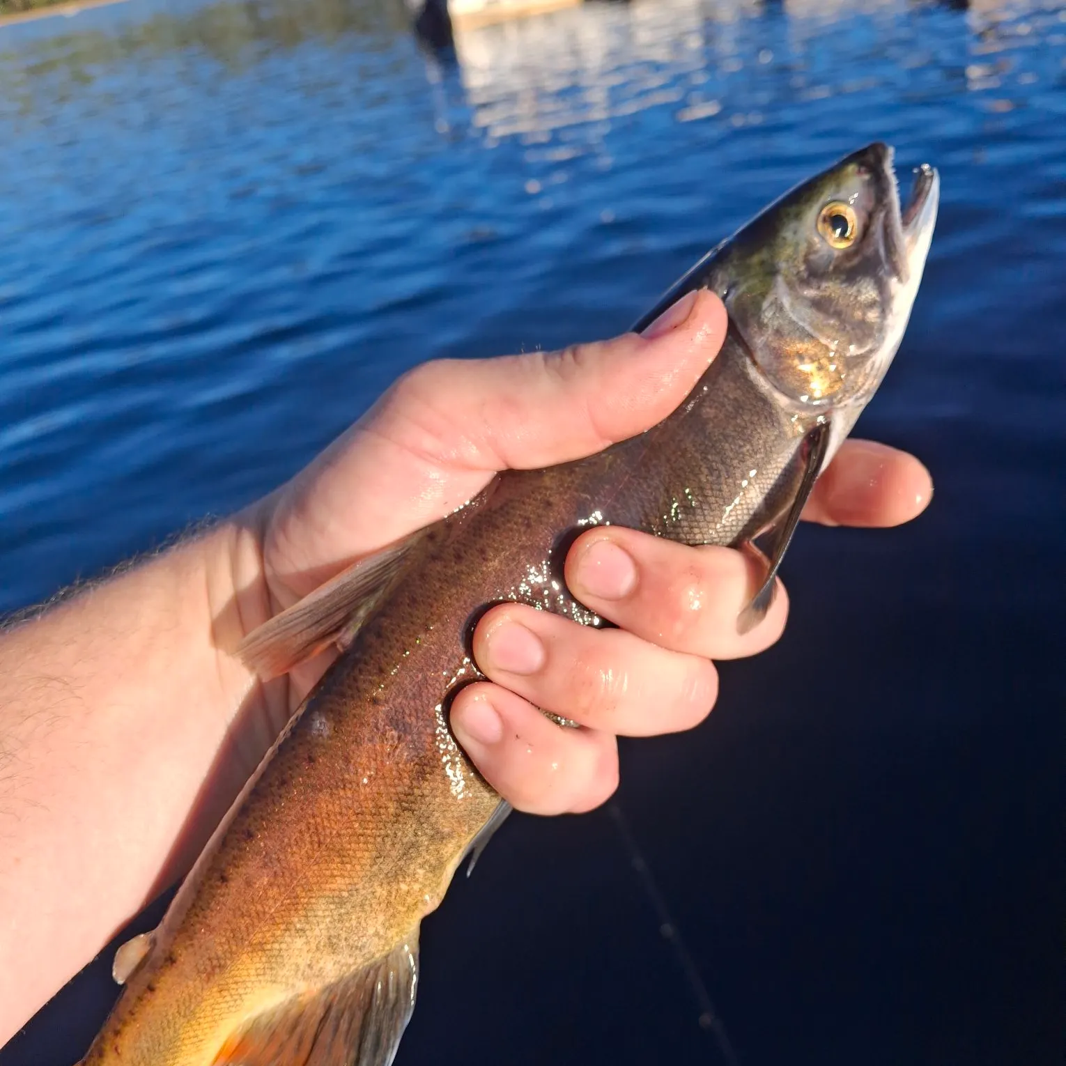 Kokanee salmon caught on Fishbrain
