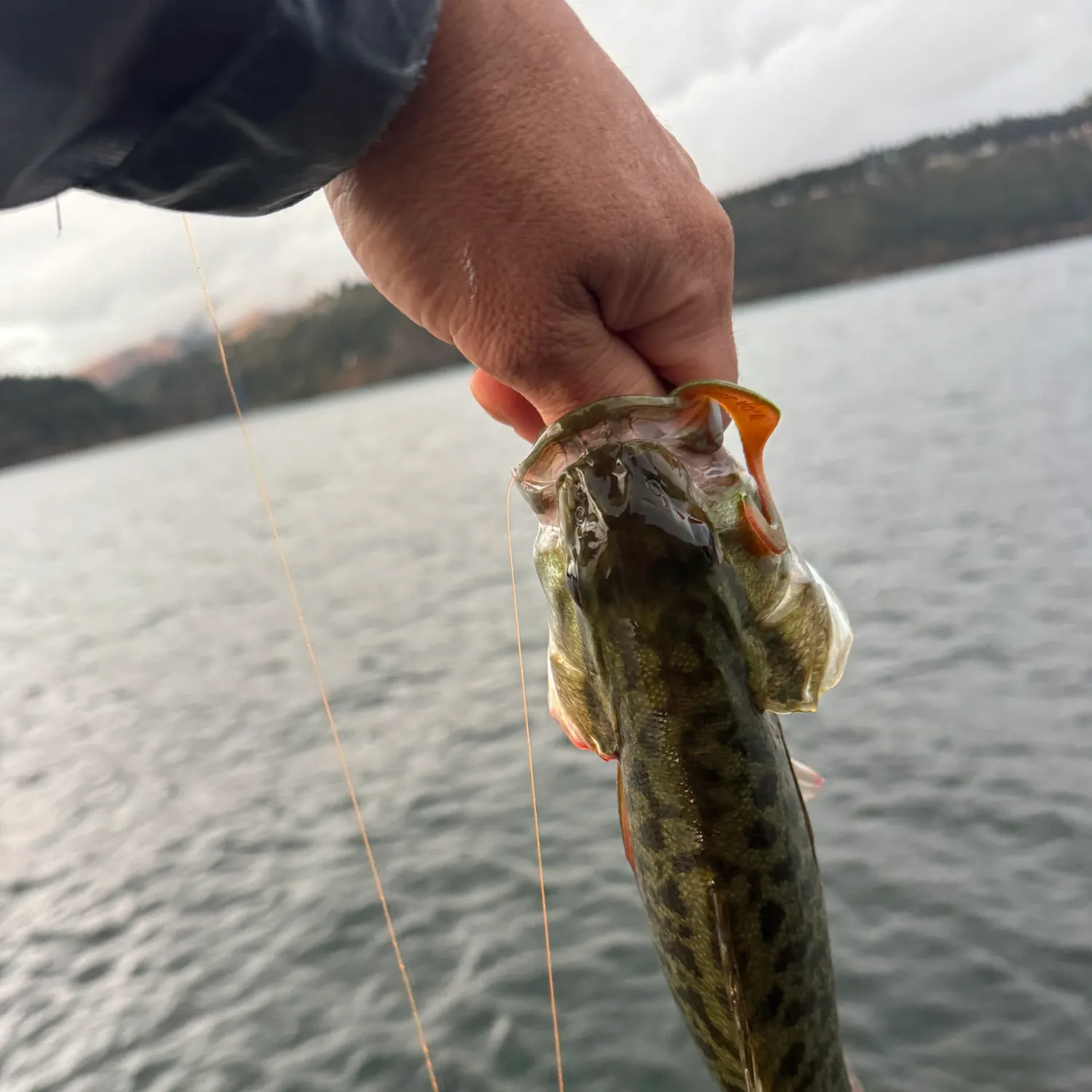 Smallmouth bass caught on Fishbrain