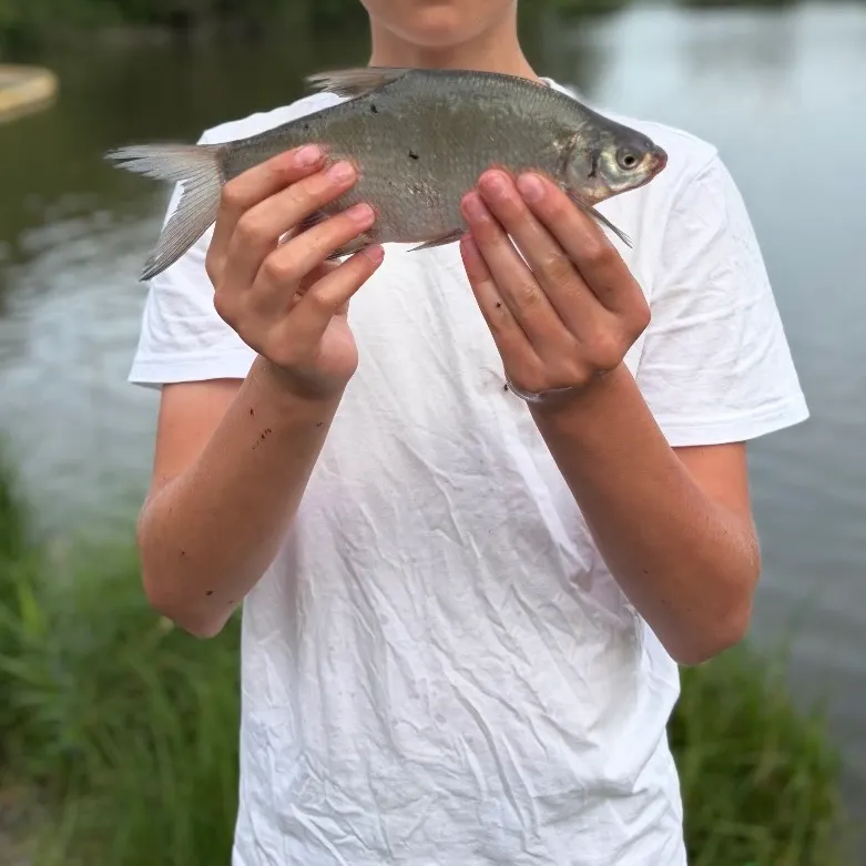 The most recent Zope catches on Fishbrain