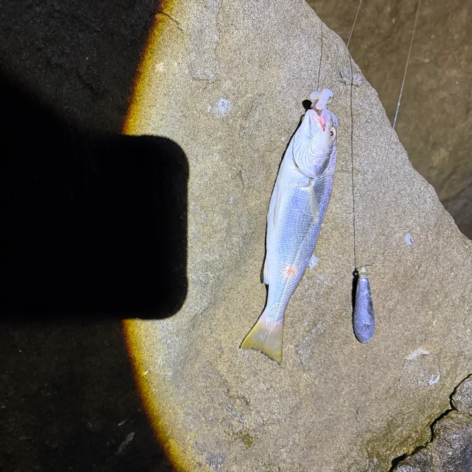 White croaker caught on Fishbrain
