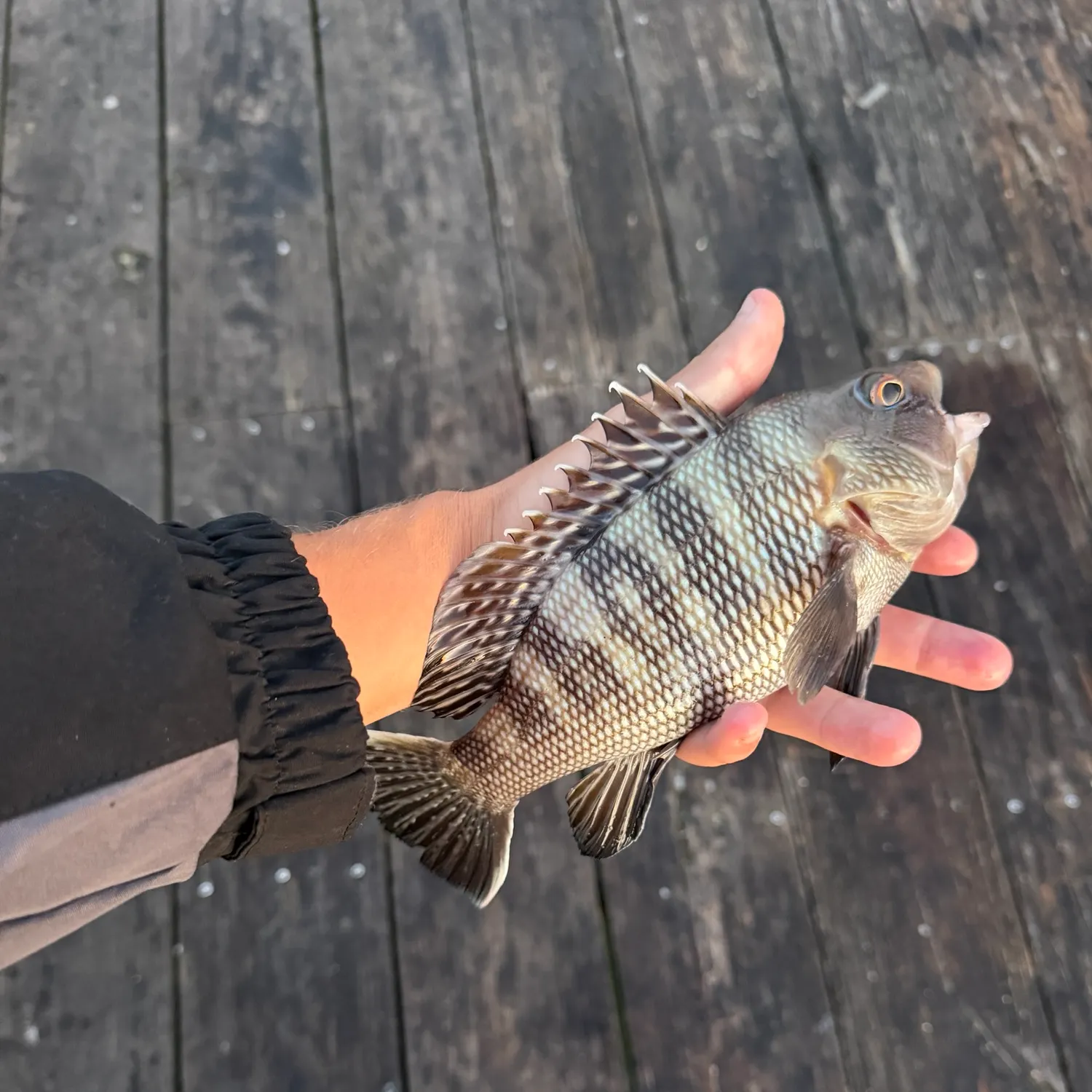 Black sea bass caught on Fishbrain