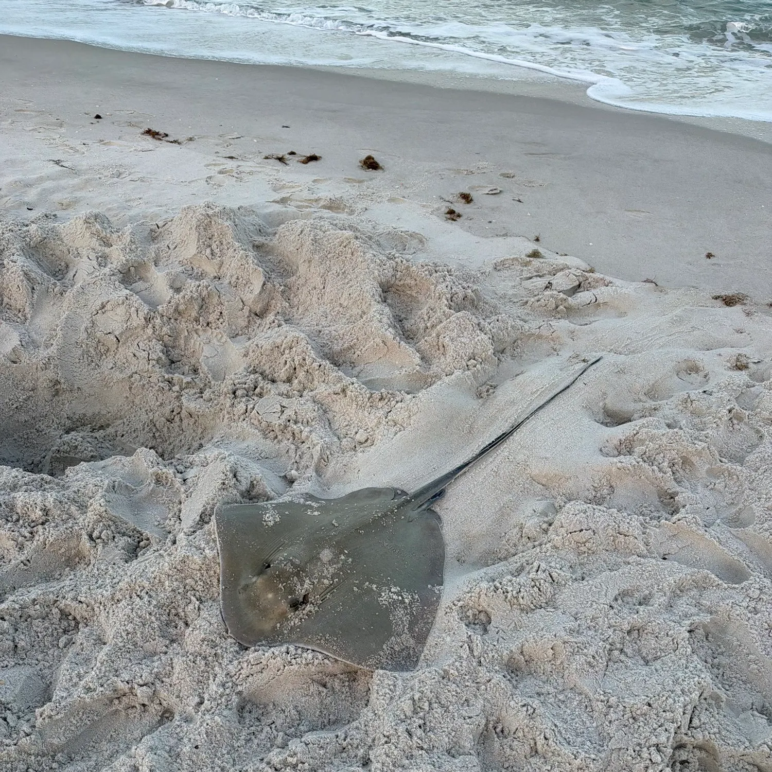 The most recent Southern stingray catches on Fishbrain