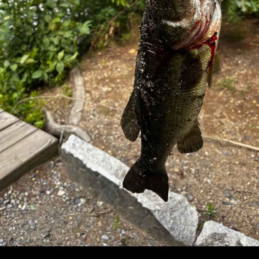 Largemouth bass caught on Fishbrain