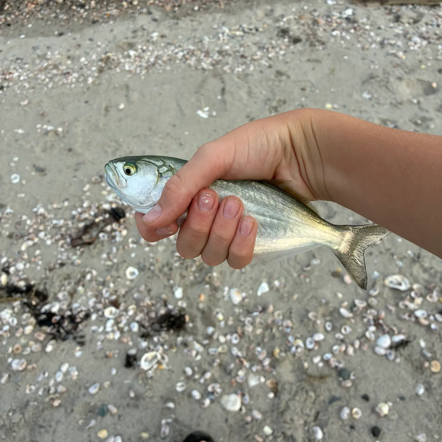 Bluefish caught on Fishbrain