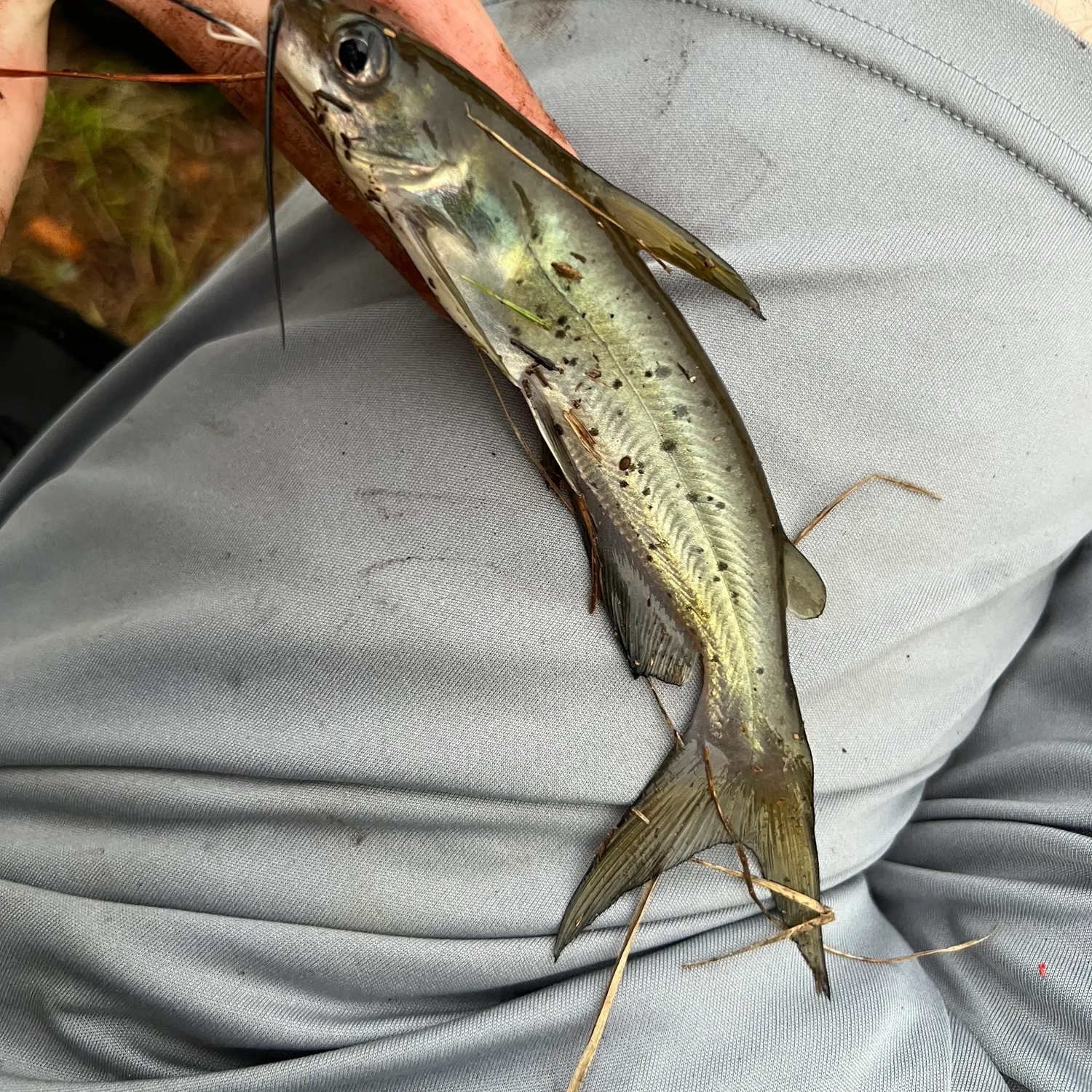Channel catfish caught on Fishbrain