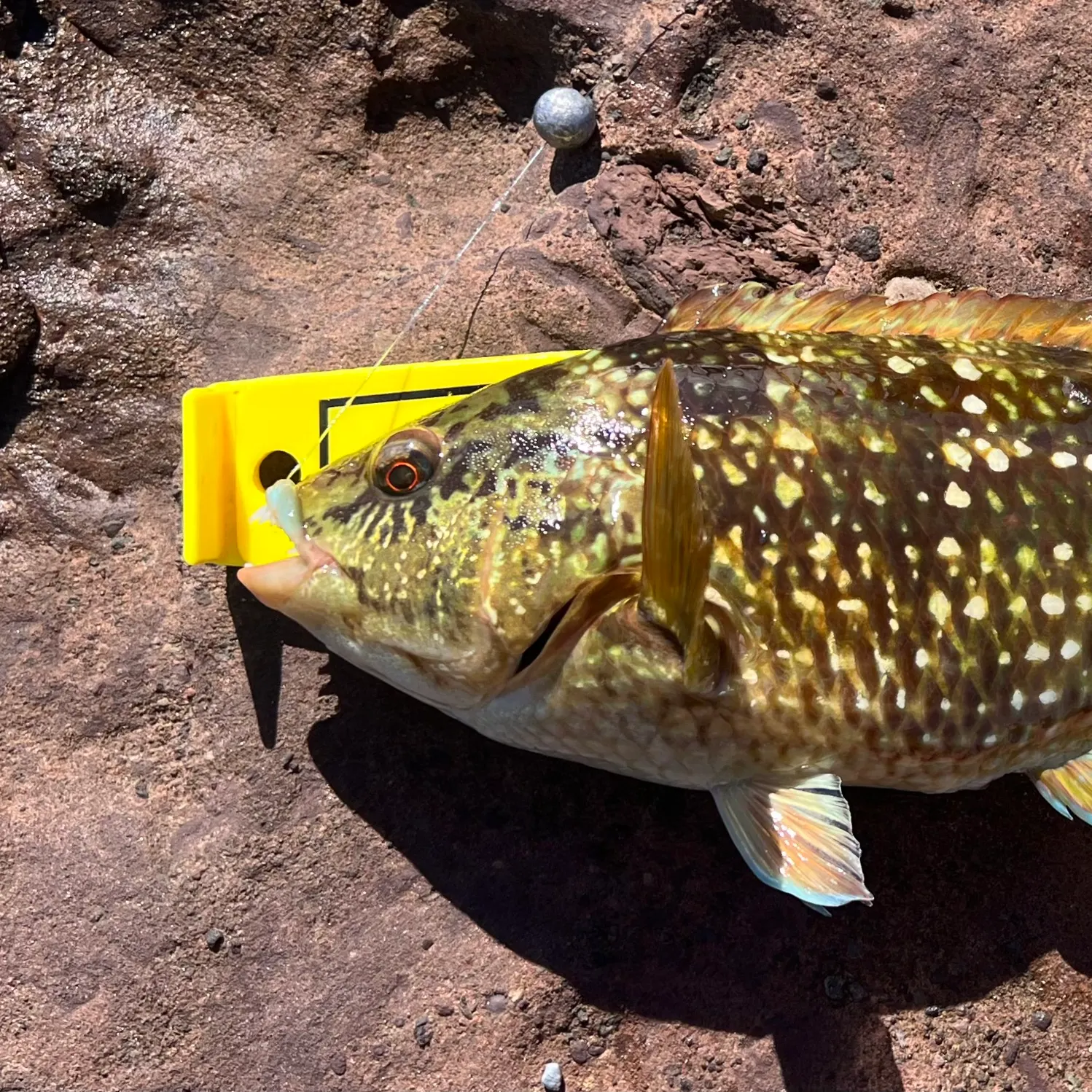 Crimsonbanded wrasse caught on Fishbrain