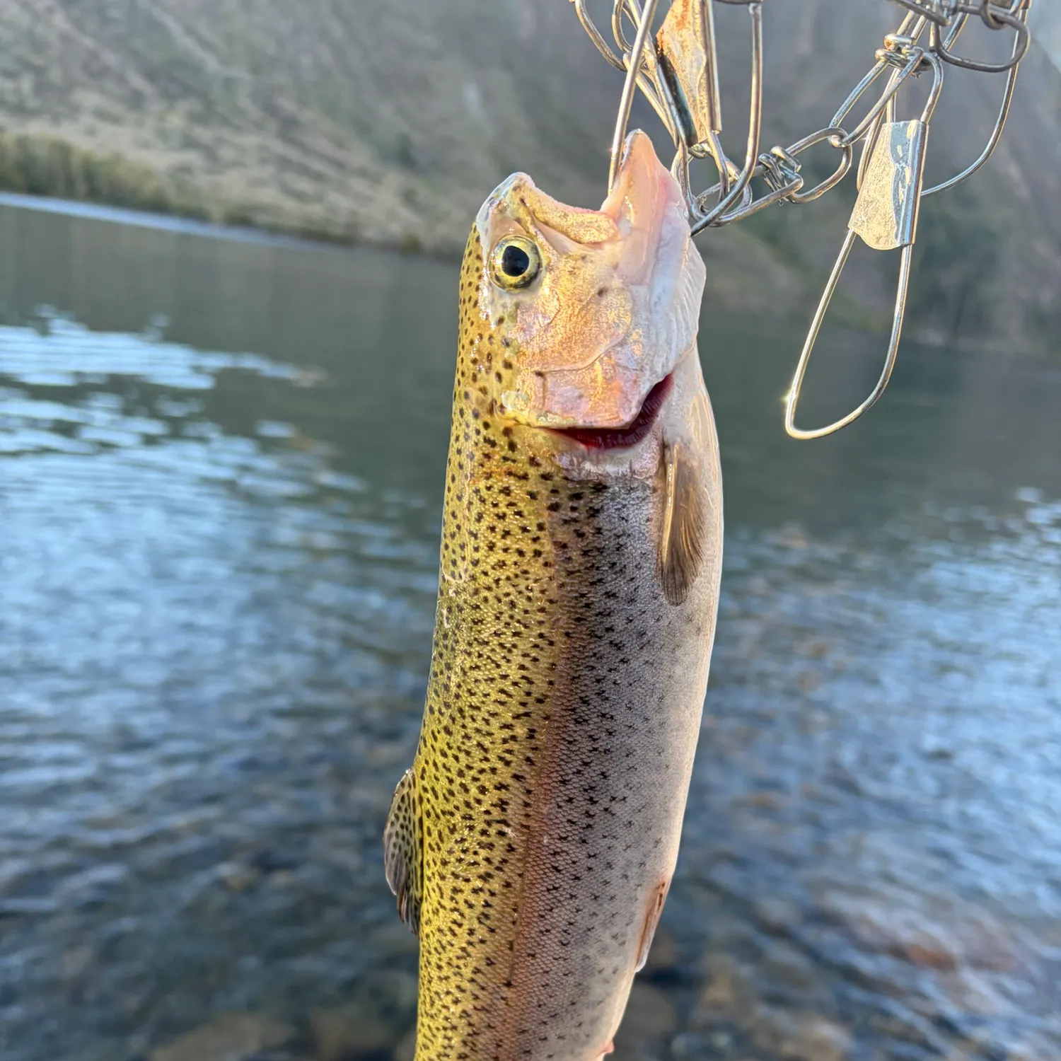 Rainbow trout caught on Fishbrain