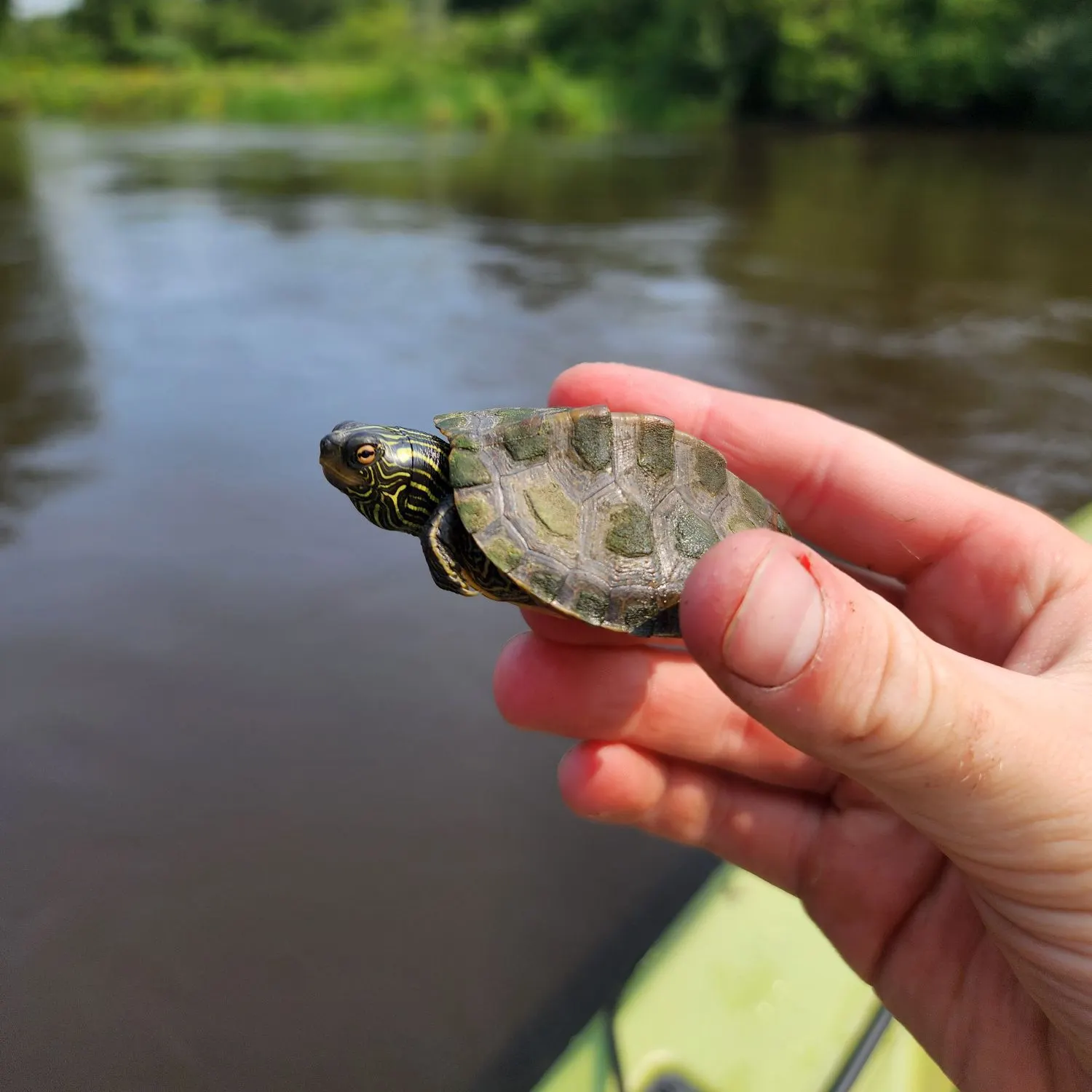 Northern map turtle caught on Fishbrain