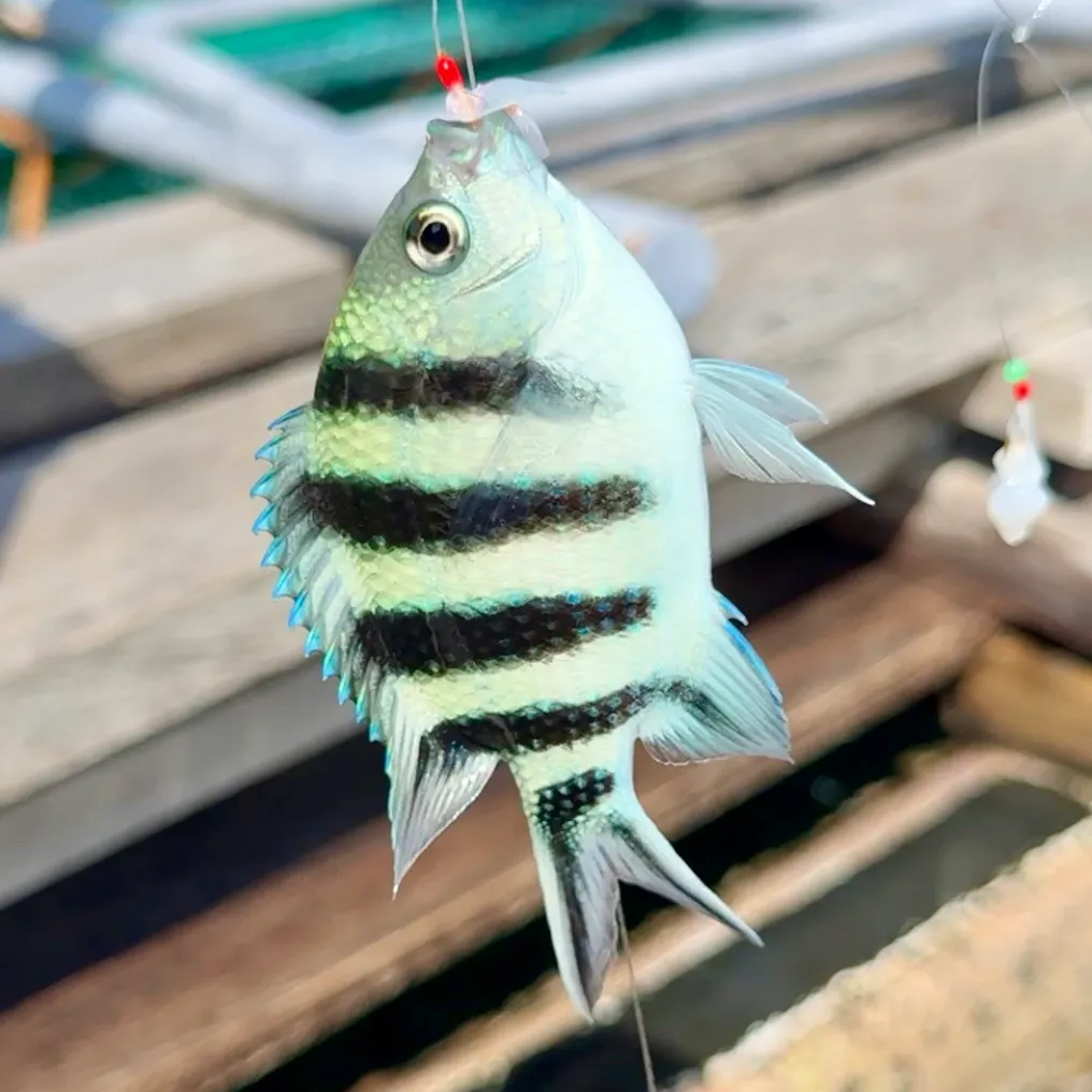 The most recent Scissortail sergeant catches on Fishbrain