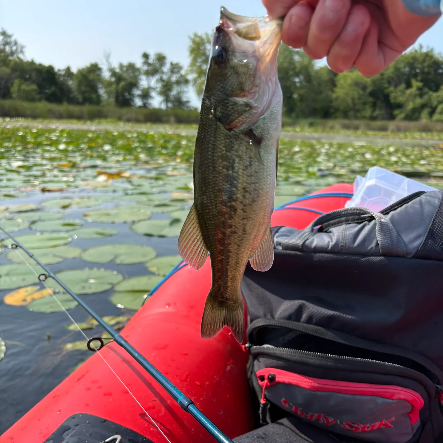 Largemouth bass caught on Fishbrain