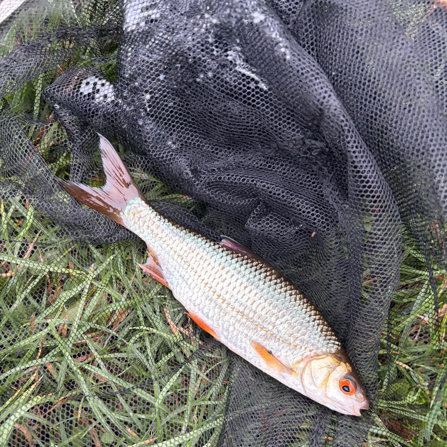 The most recent Common rudd catches on Fishbrain